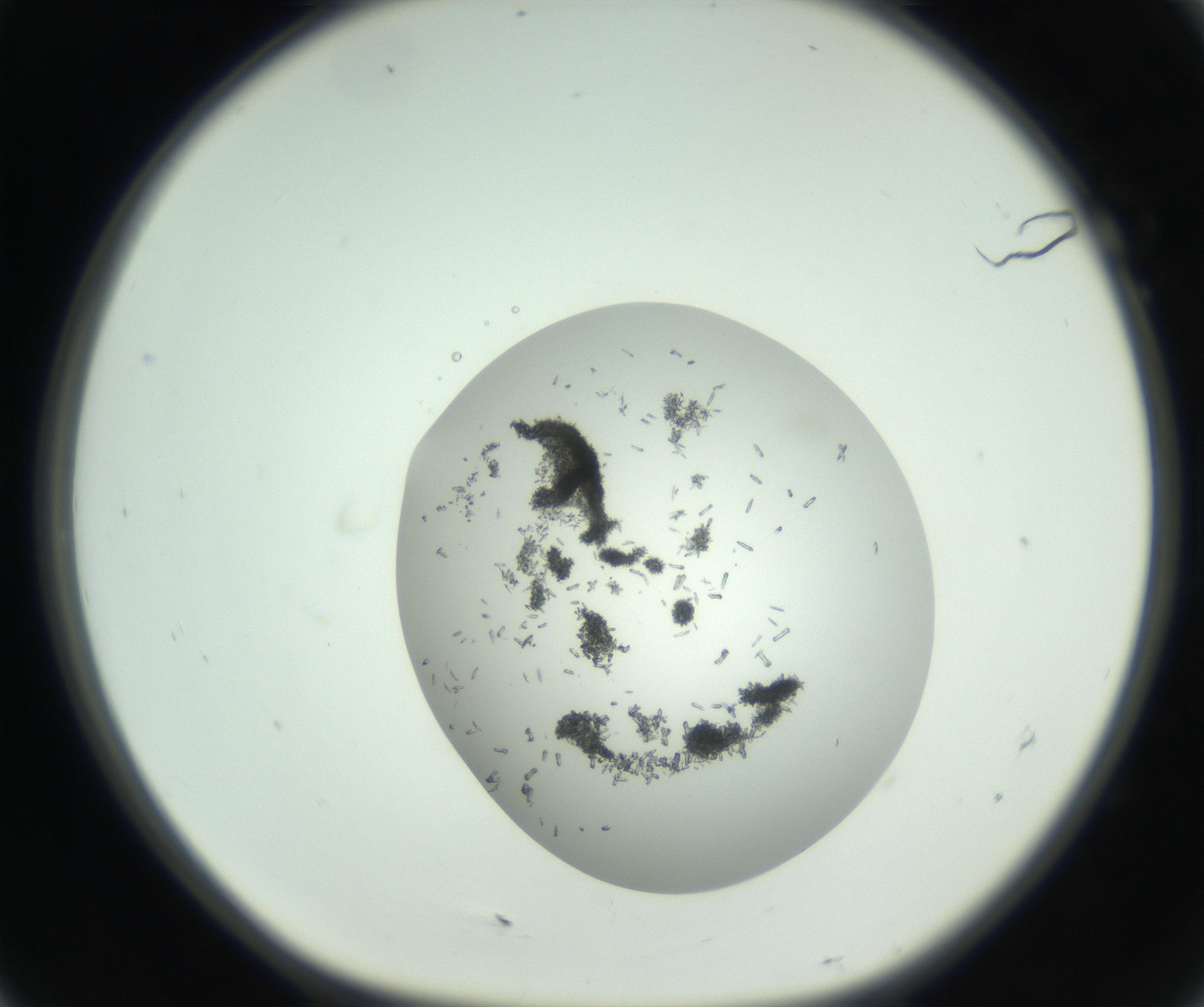 RI01_03_000_0212_Proj1_Clon1_MC_0000MC102747_002_160924_07_01_01_00_99_002_001_RAI.jpg
