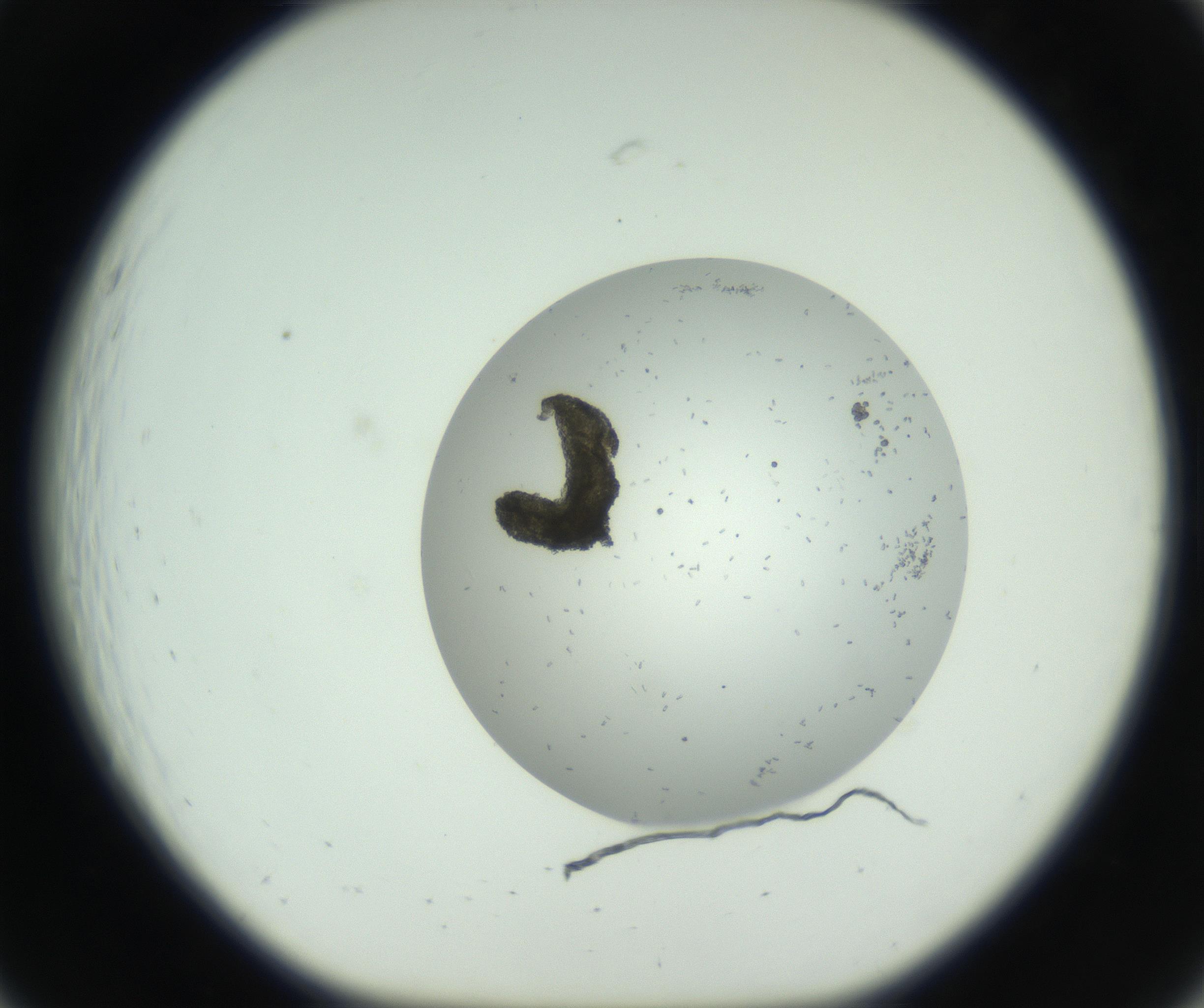 RI01_03_000_0212_Proj1_Clon1_MC_0000MC102747_002_160924_07_02_01_00_99_002_001_RAI.jpg