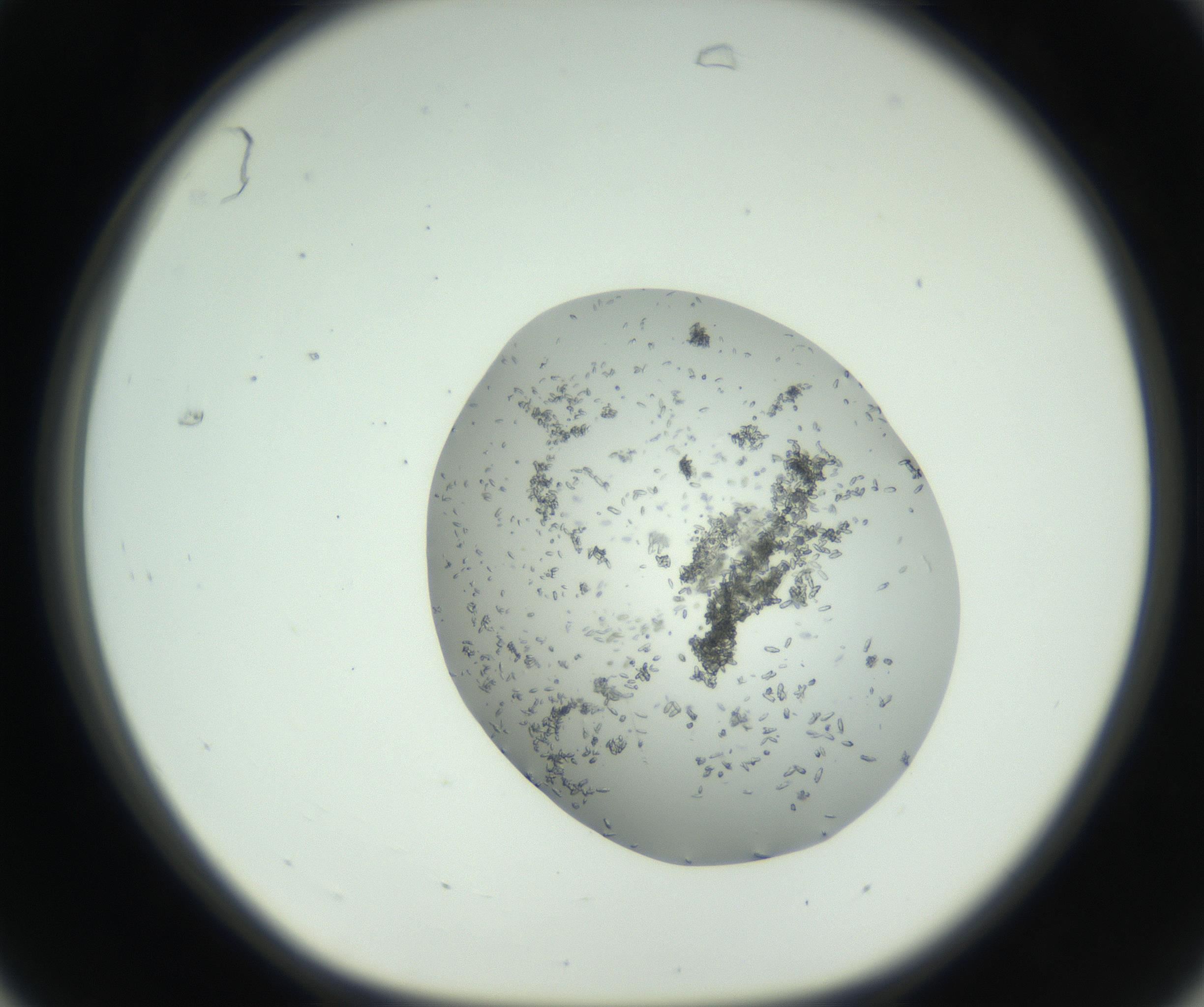 RI01_03_000_0212_Proj1_Clon1_MC_0000MC102747_002_160924_07_03_01_00_99_002_001_RAI.jpg