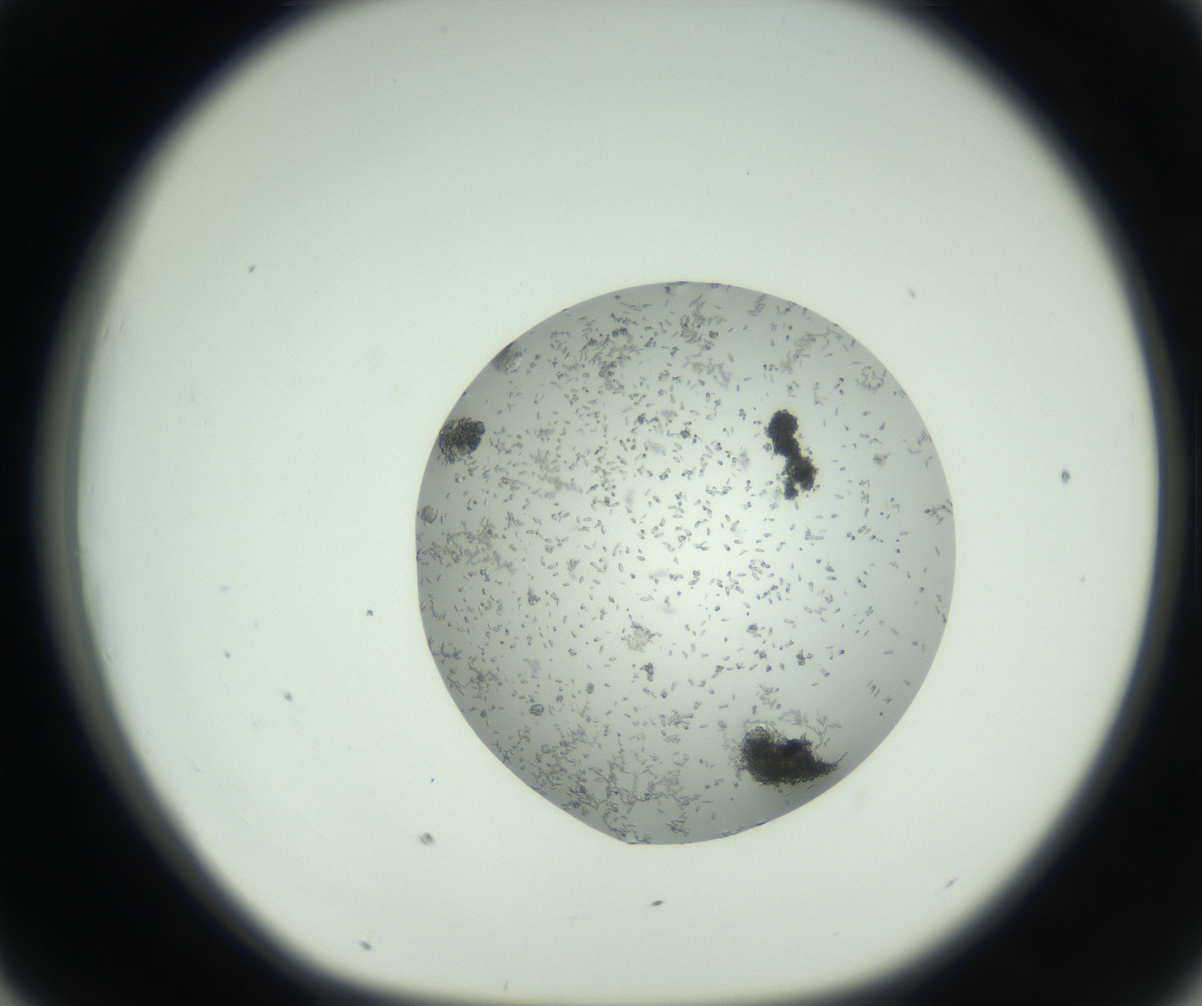 RI01_03_000_0212_Proj1_Clon1_MC_0000MC102747_002_160924_07_04_01_00_99_002_001_RAI.jpg