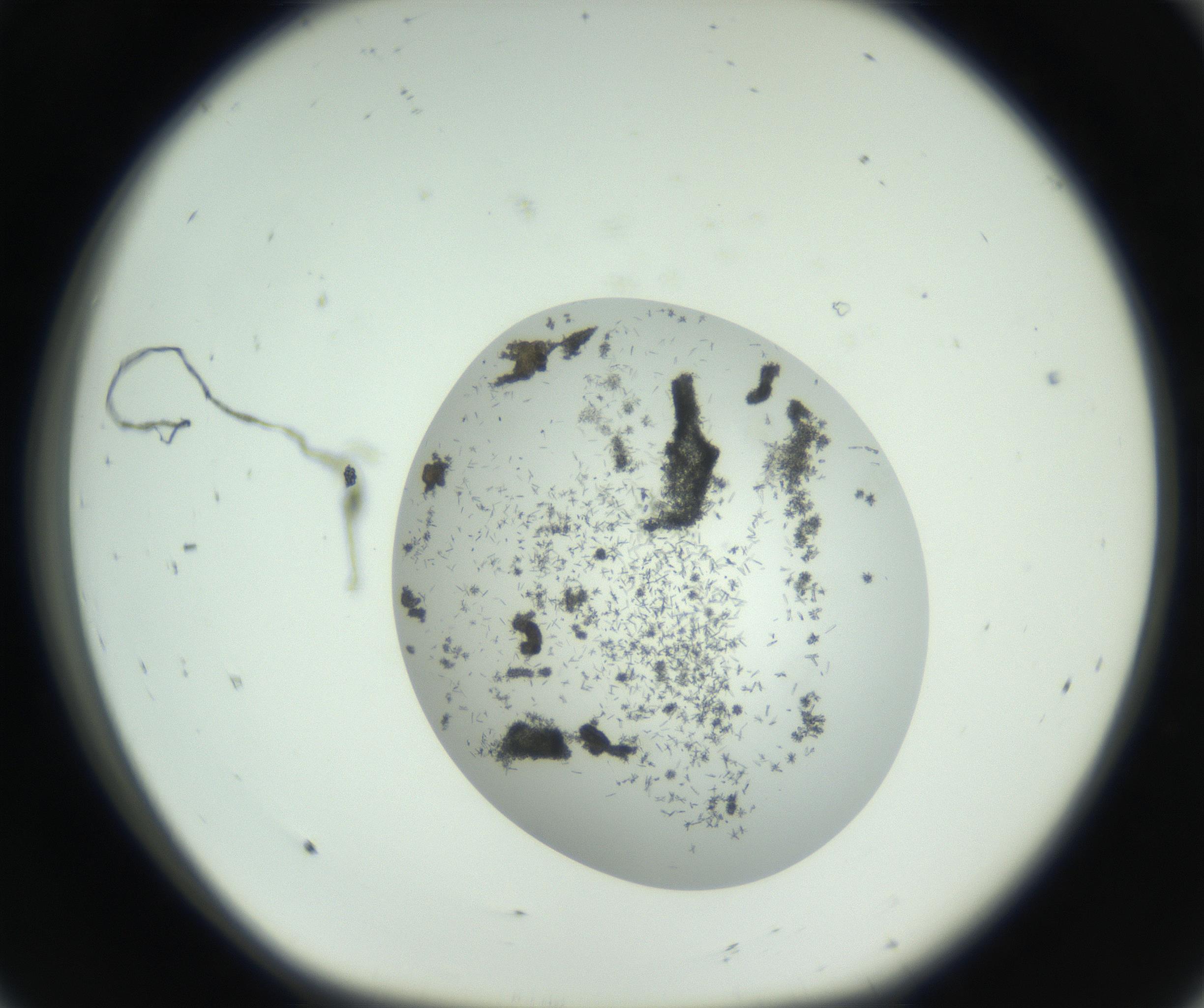 RI01_03_000_0212_Proj1_Clon1_MC_0000MC102747_002_160924_08_01_01_00_99_002_001_RAI.jpg