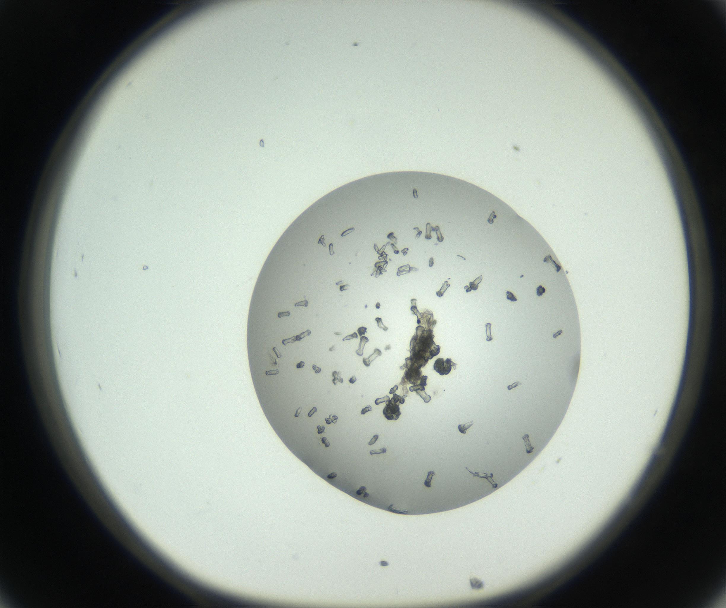 RI01_03_000_0212_Proj1_Clon1_MC_0000MC102747_002_160924_08_03_01_00_99_002_001_RAI.jpg