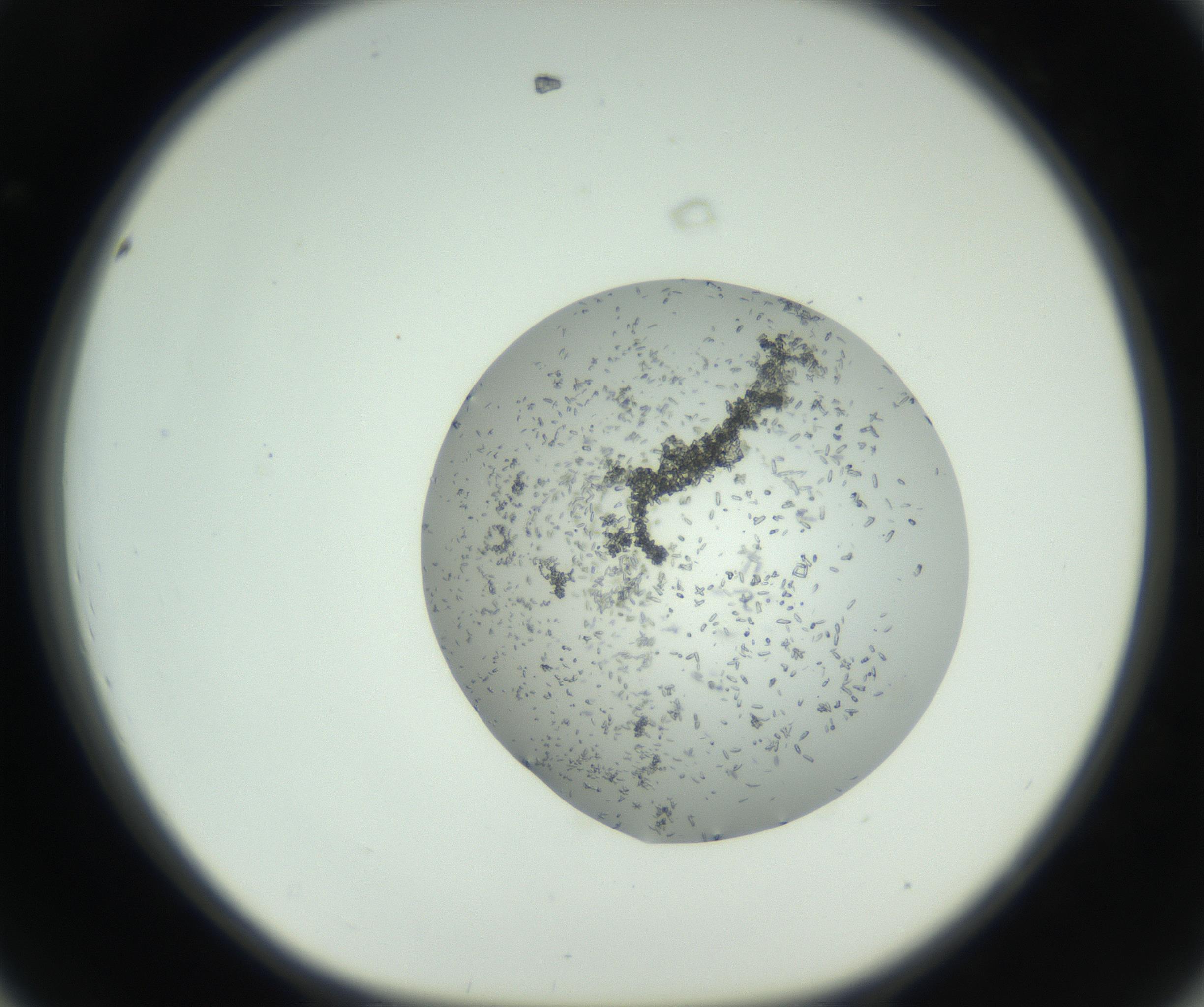RI01_03_000_0212_Proj1_Clon1_MC_0000MC102747_002_160924_08_04_01_00_99_002_001_RAI.jpg