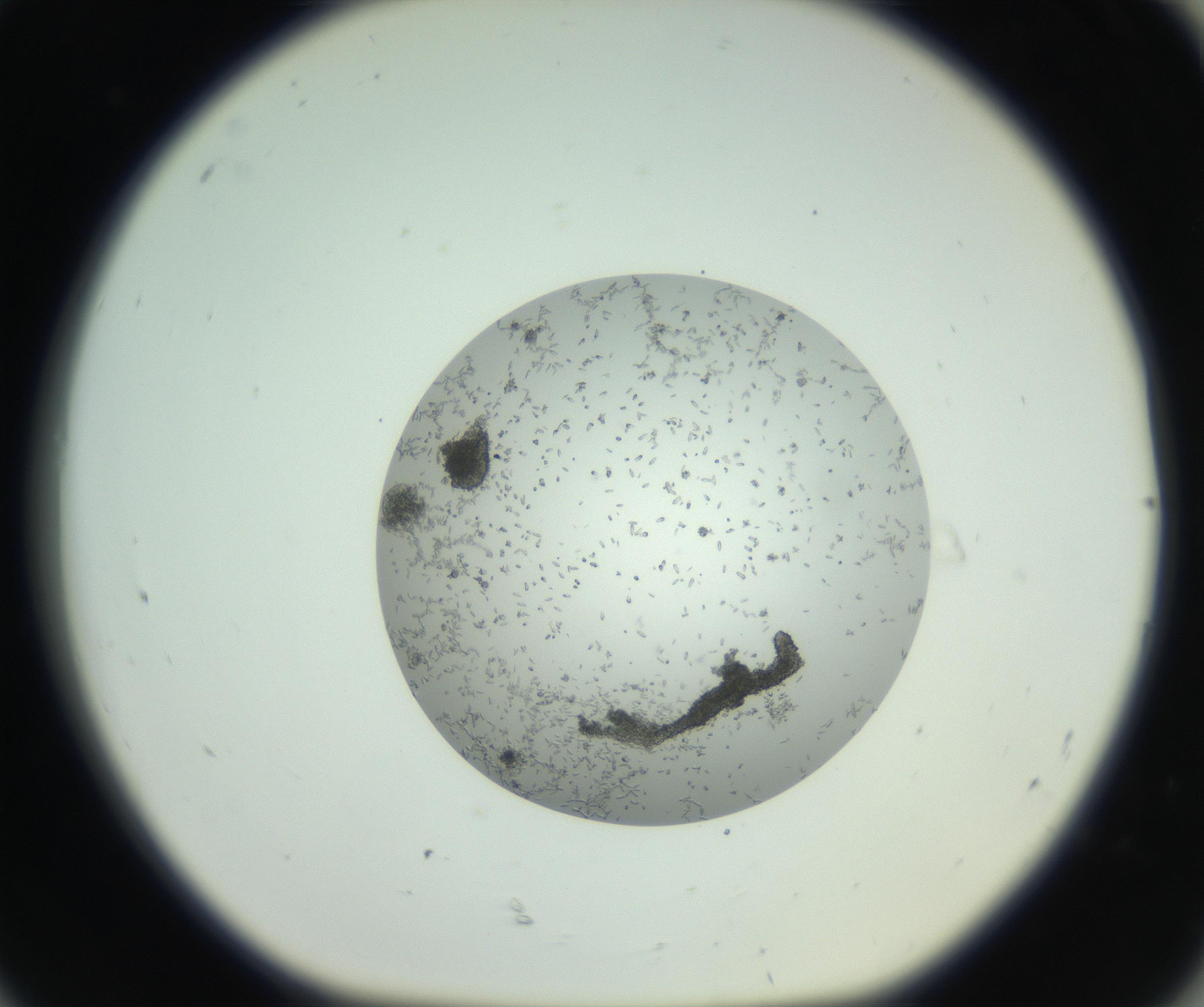 RI01_03_000_0212_Proj1_Clon1_MC_0000MC102747_002_160924_08_08_01_00_99_002_001_RAI.jpg