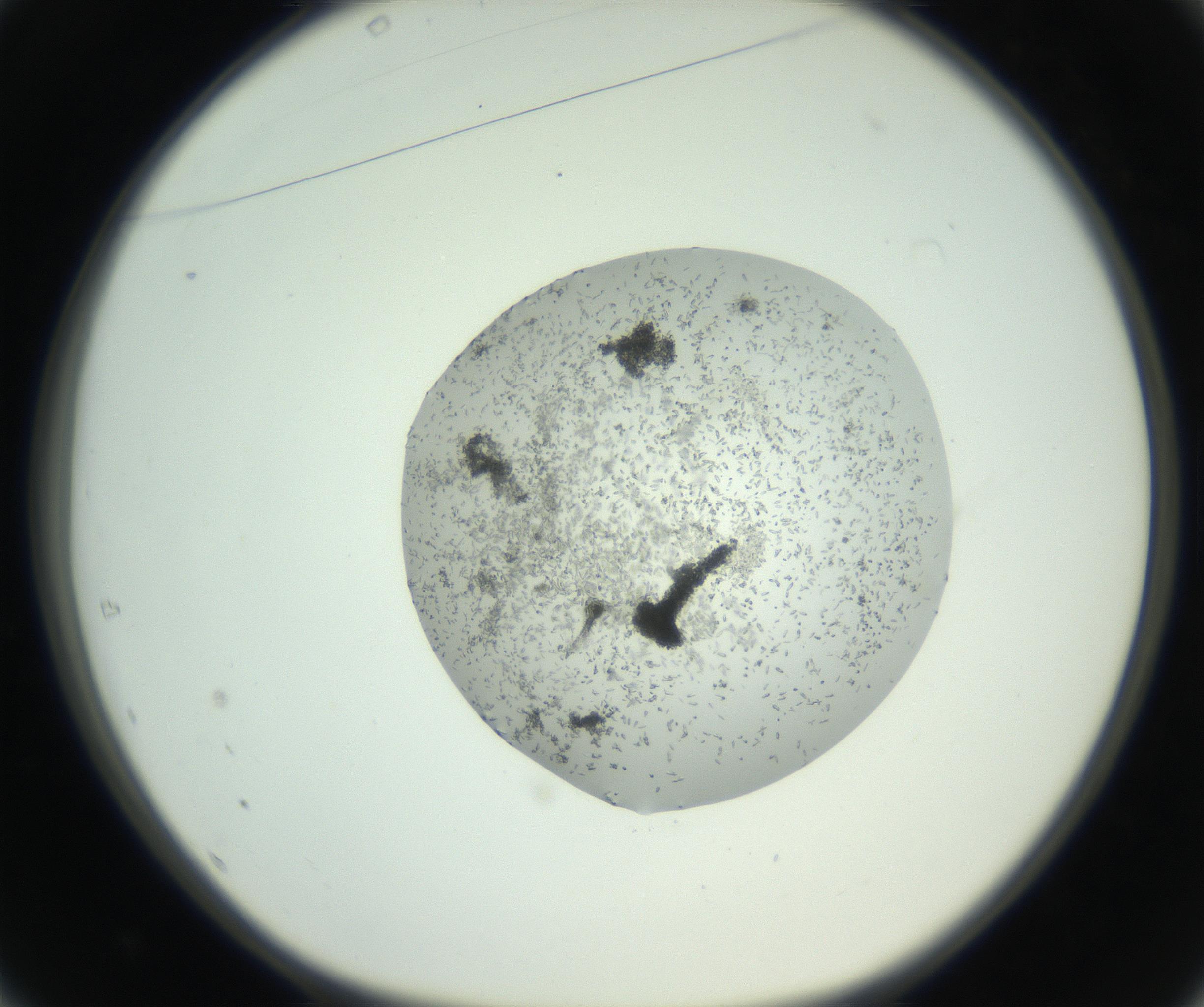 RI01_03_000_0212_Proj1_Clon1_MC_0000MC102747_003_160926_01_04_01_00_99_002_001_RAI.jpg