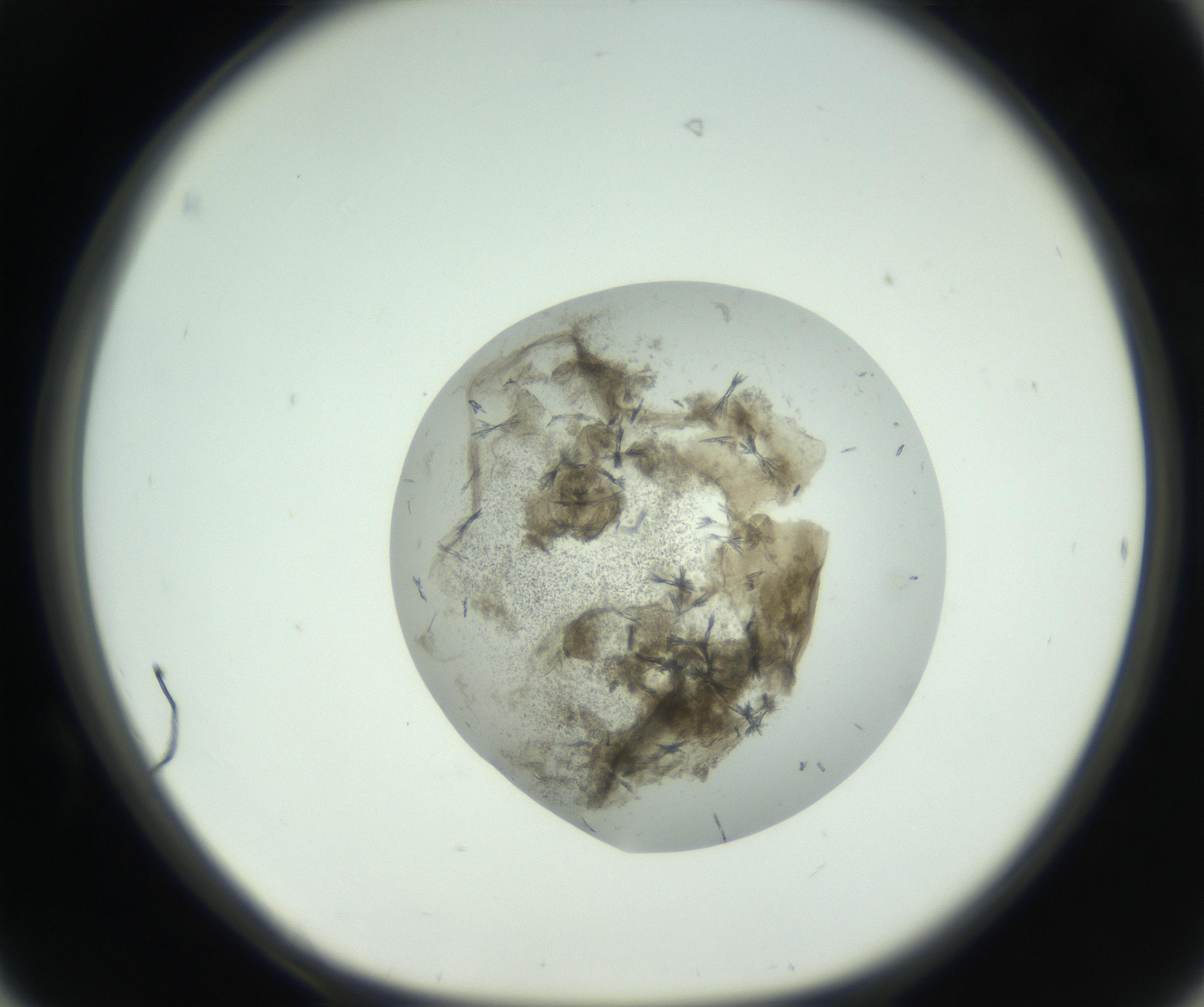 RI01_03_000_0212_Proj1_Clon1_MC_0000MC102747_003_160926_06_04_01_00_99_002_001_RAI.jpg