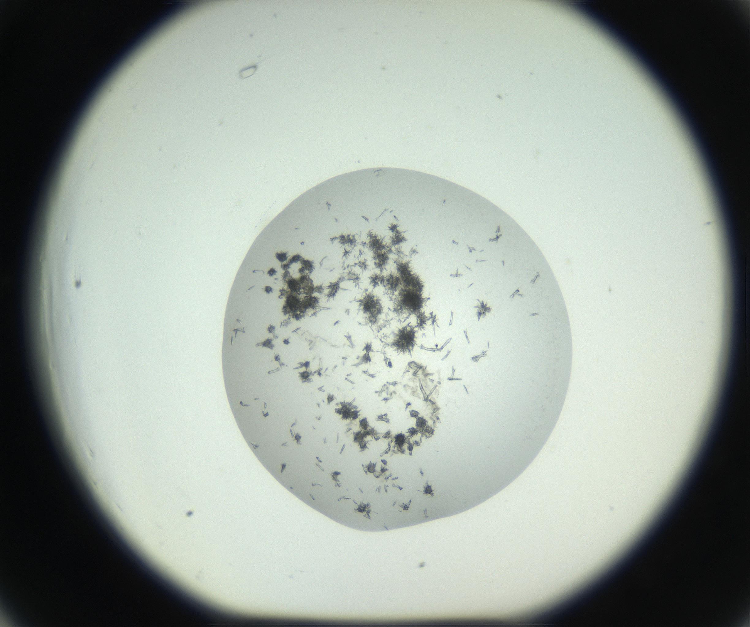 RI01_03_000_0212_Proj1_Clon1_MC_0000MC102747_003_160926_06_06_01_00_99_002_001_RAI.jpg