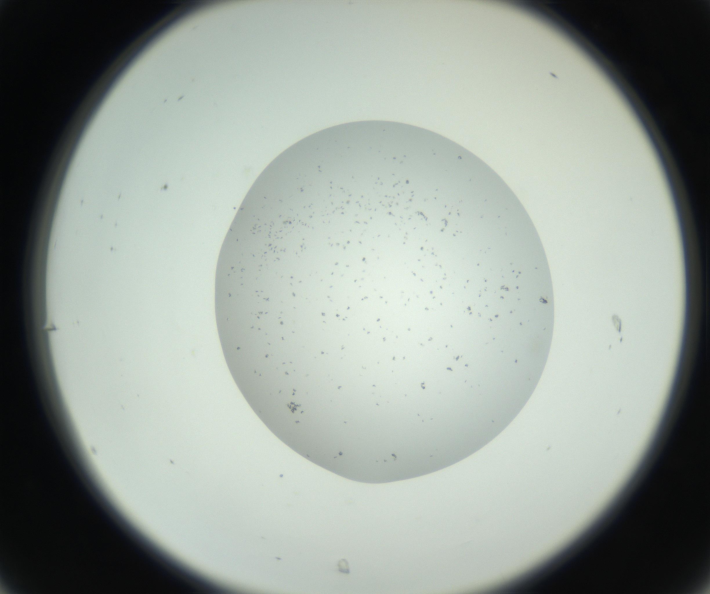 RI01_03_000_0212_Proj1_Clon1_MC_0000MC102747_003_160926_07_03_02_00_99_002_001_RAI.jpg