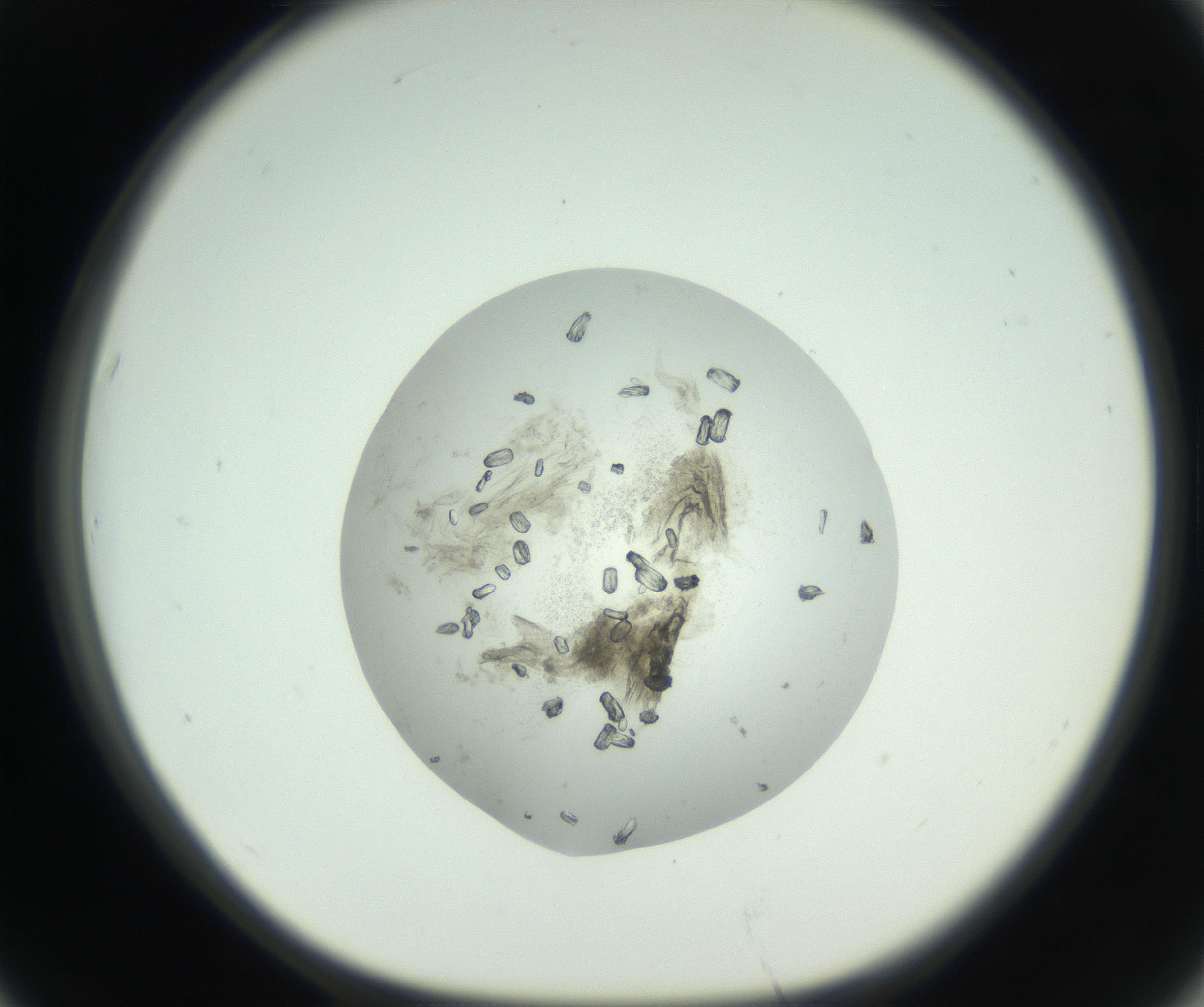 RI01_03_000_0212_Proj1_Clon1_MC_0000MC102747_003_160926_07_06_01_00_99_002_001_RAI.jpg