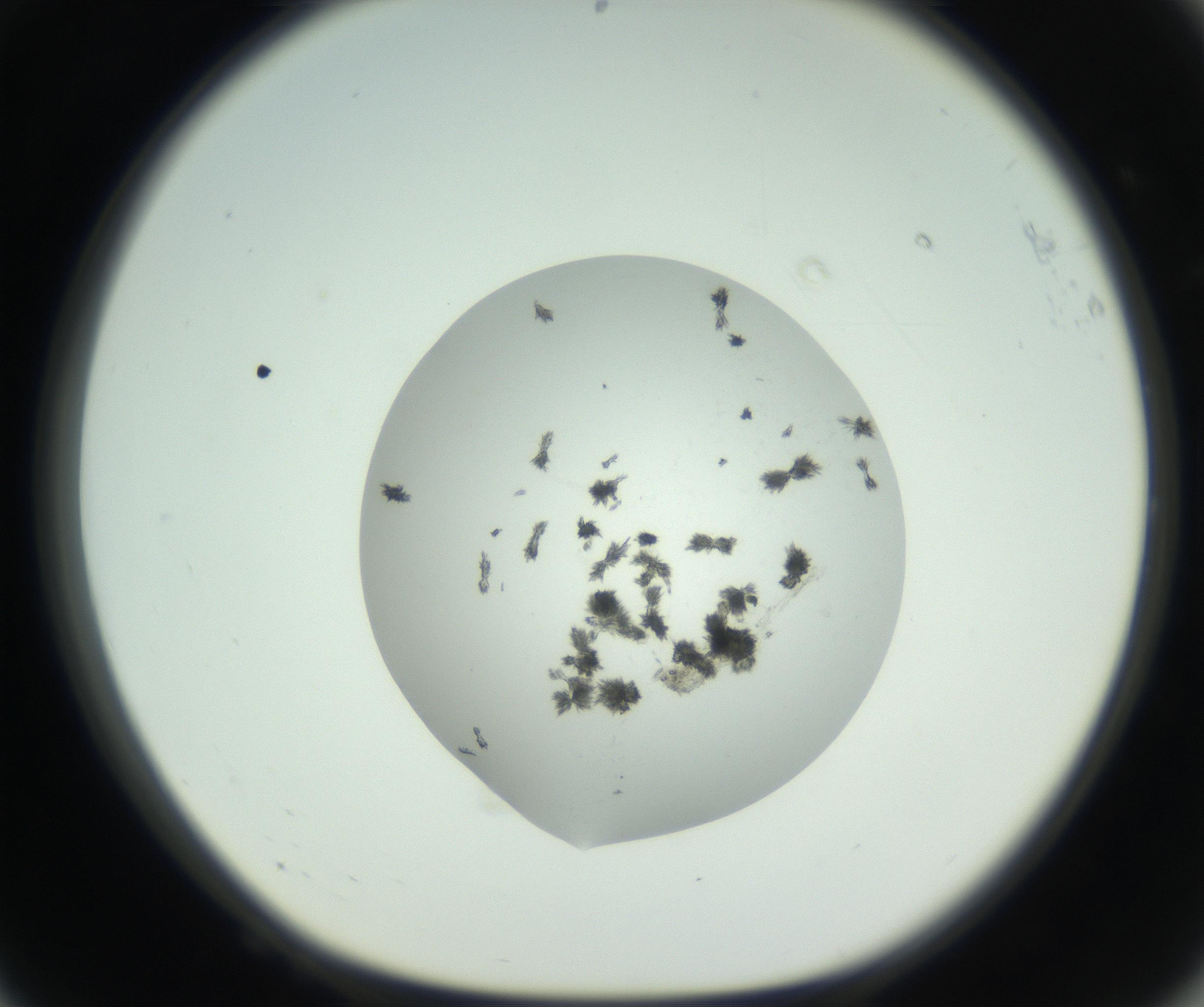 RI01_03_000_0212_Proj1_Clon1_MC_0000MC102747_003_160926_08_06_01_00_99_002_001_RAI.jpg