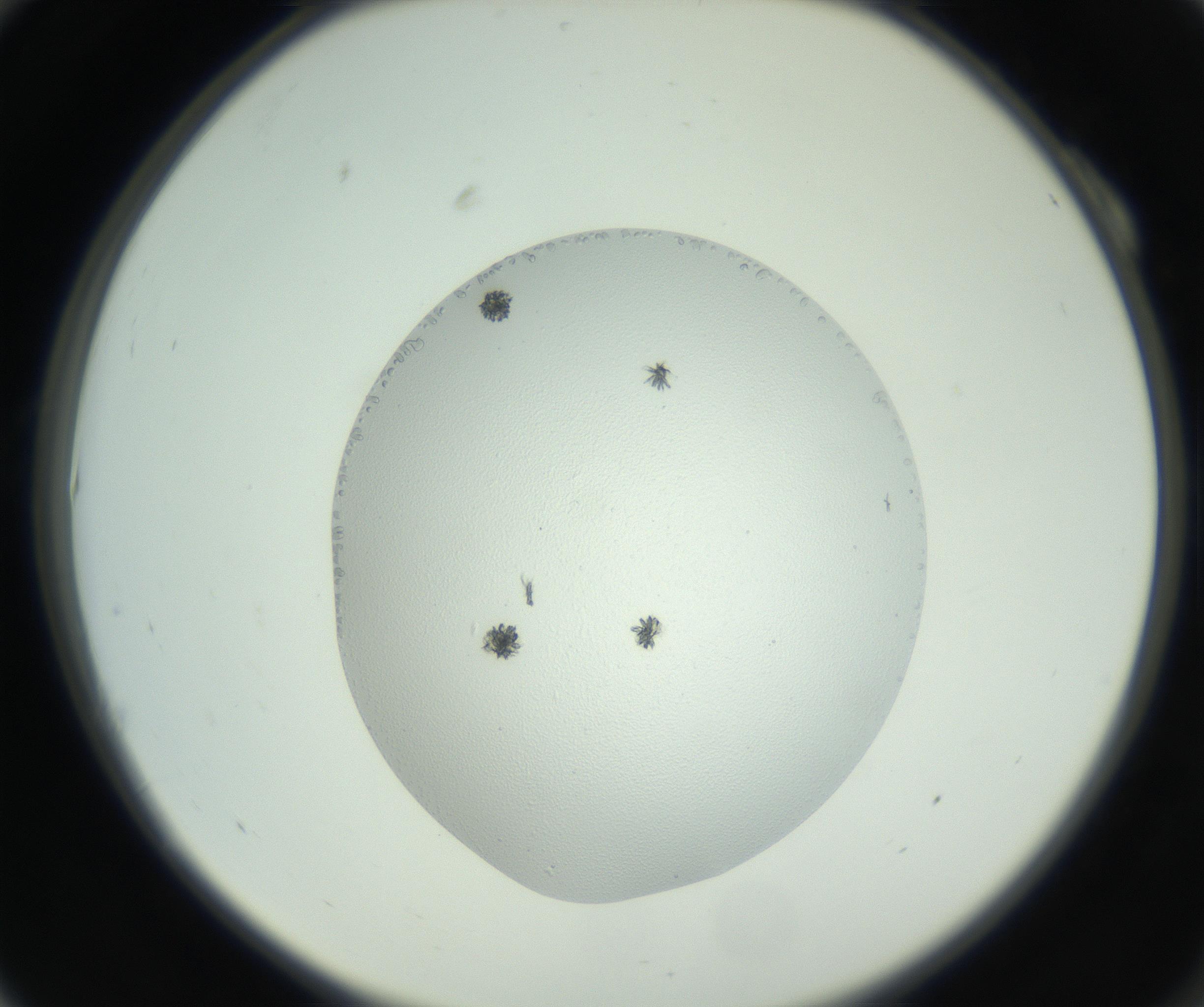 RI01_03_000_0212_Proj1_Clon1_MC_0000MC102747_003_160926_10_01_02_00_99_002_001_RAI.jpg