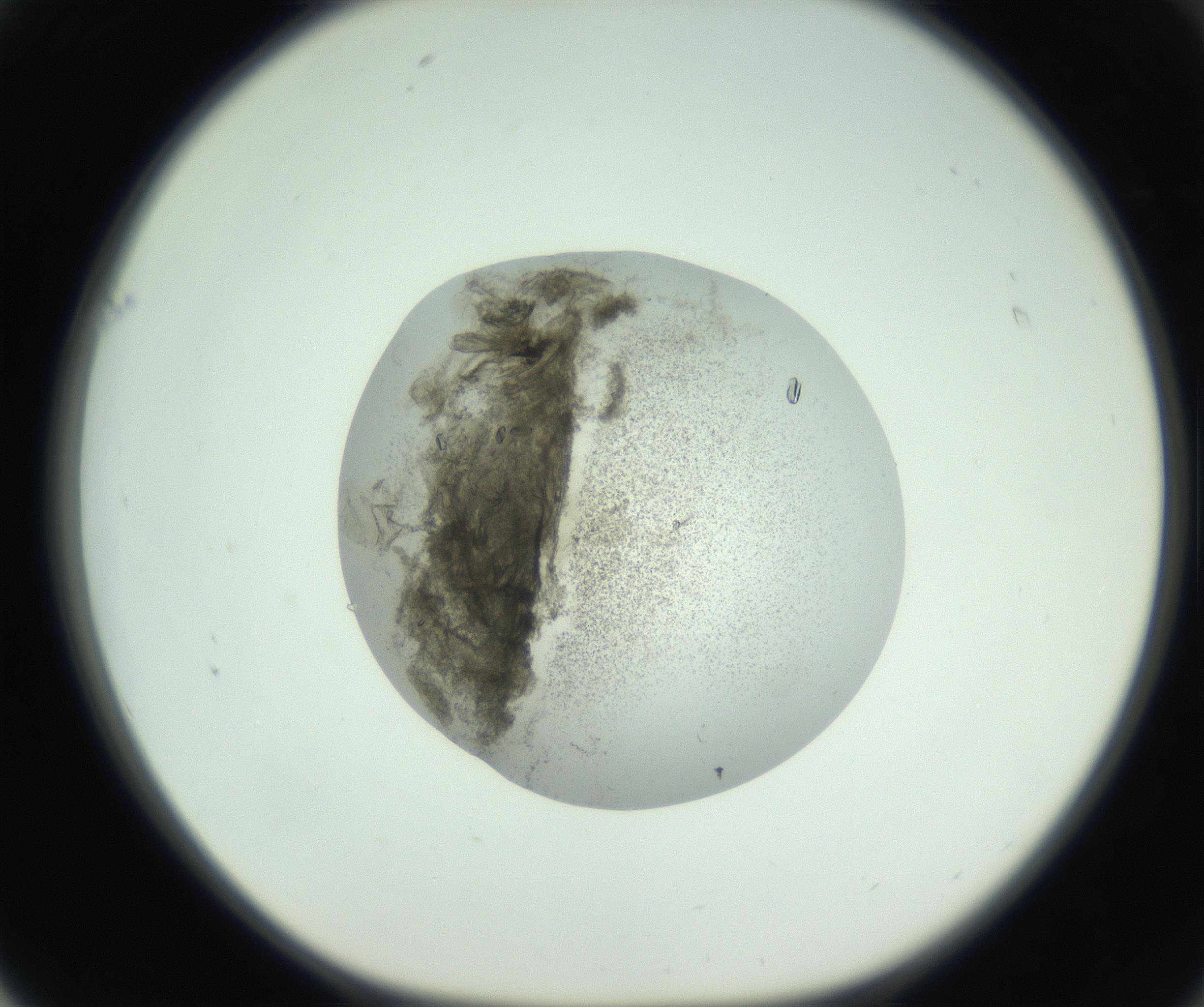 RI01_03_000_0212_Proj1_Clon1_MC_0000MC102747_004_160928_01_06_01_00_99_002_001_RAI.jpg