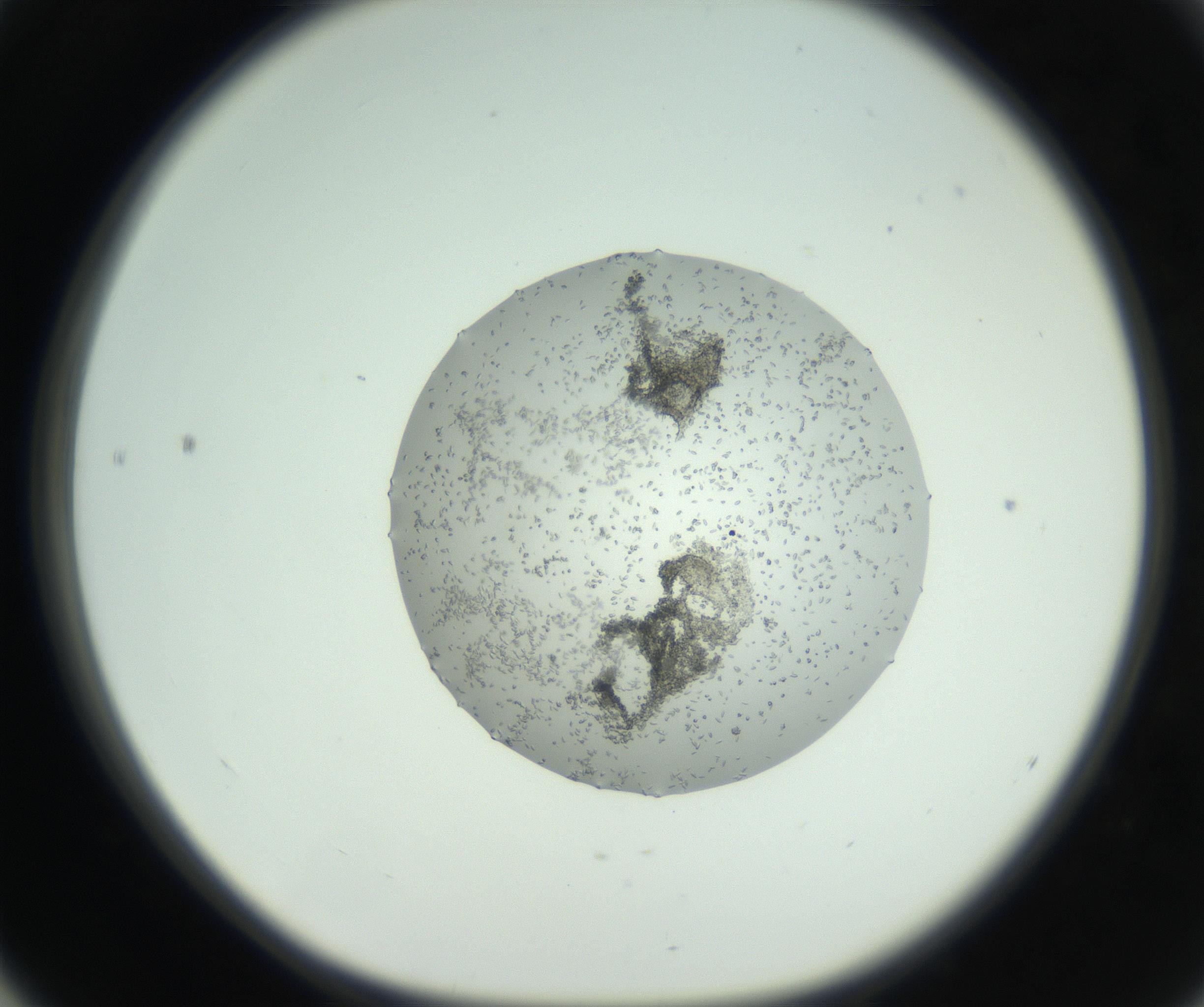 RI01_03_000_0212_Proj1_Clon1_MC_0000MC102747_004_160928_04_05_01_00_99_002_001_RAI.jpg