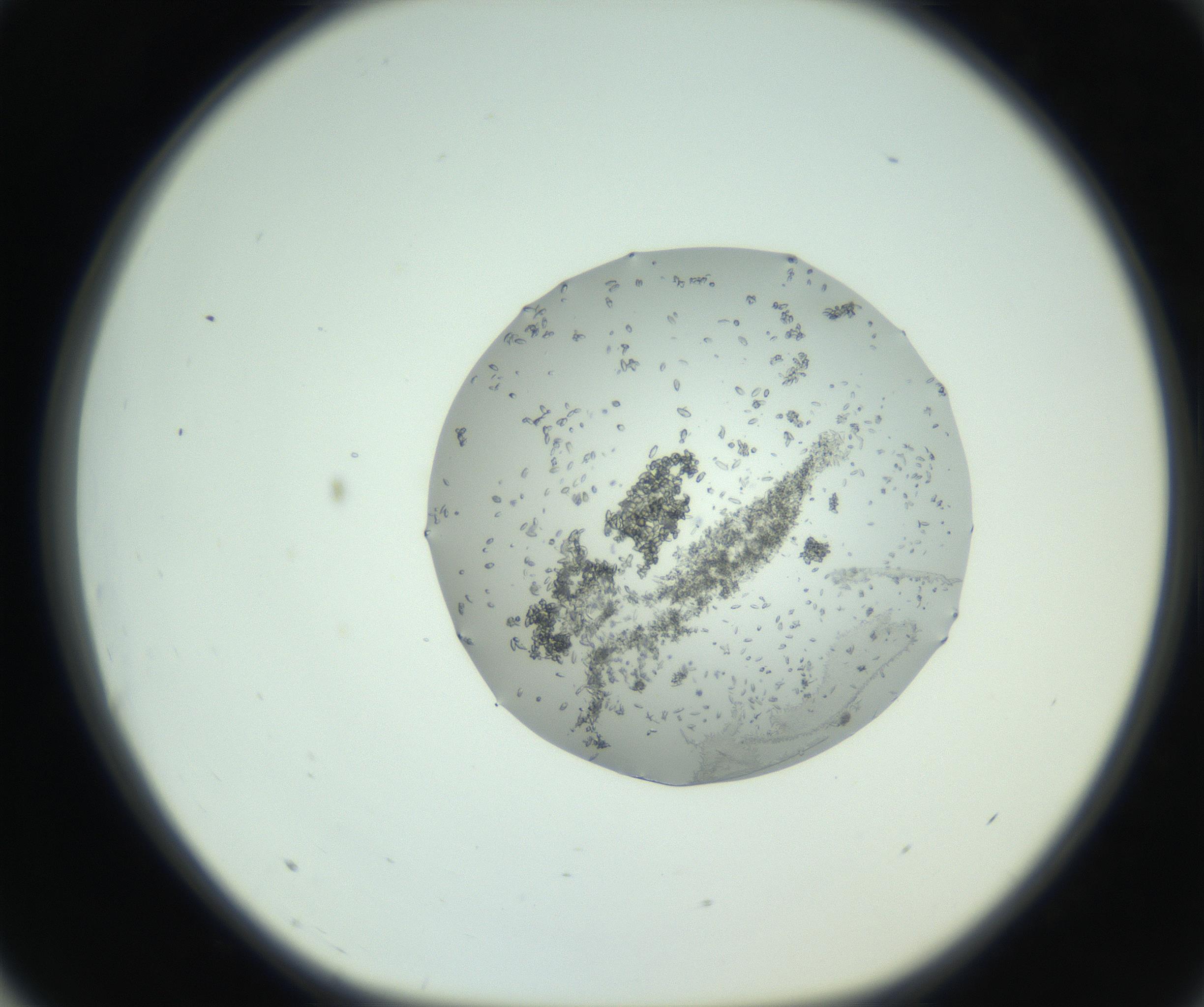 RI01_03_000_0212_Proj1_Clon1_MC_0000MC102747_005_160930_03_07_01_00_99_002_001_RAI.jpg