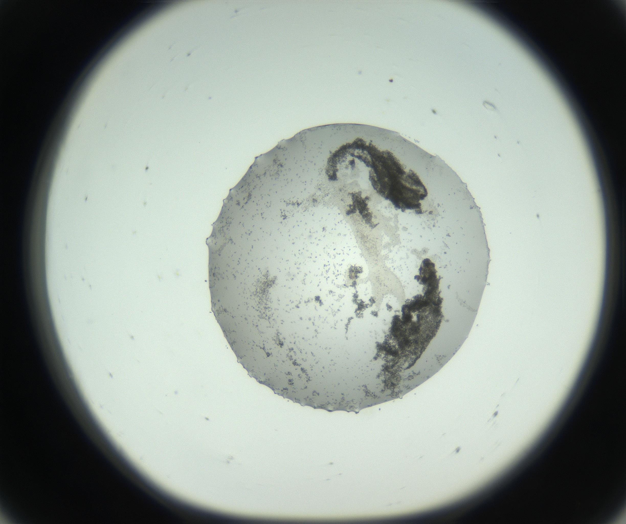 RI01_03_000_0212_Proj1_Clon1_MC_0000MC102747_005_160930_07_05_01_00_99_002_001_RAI.jpg