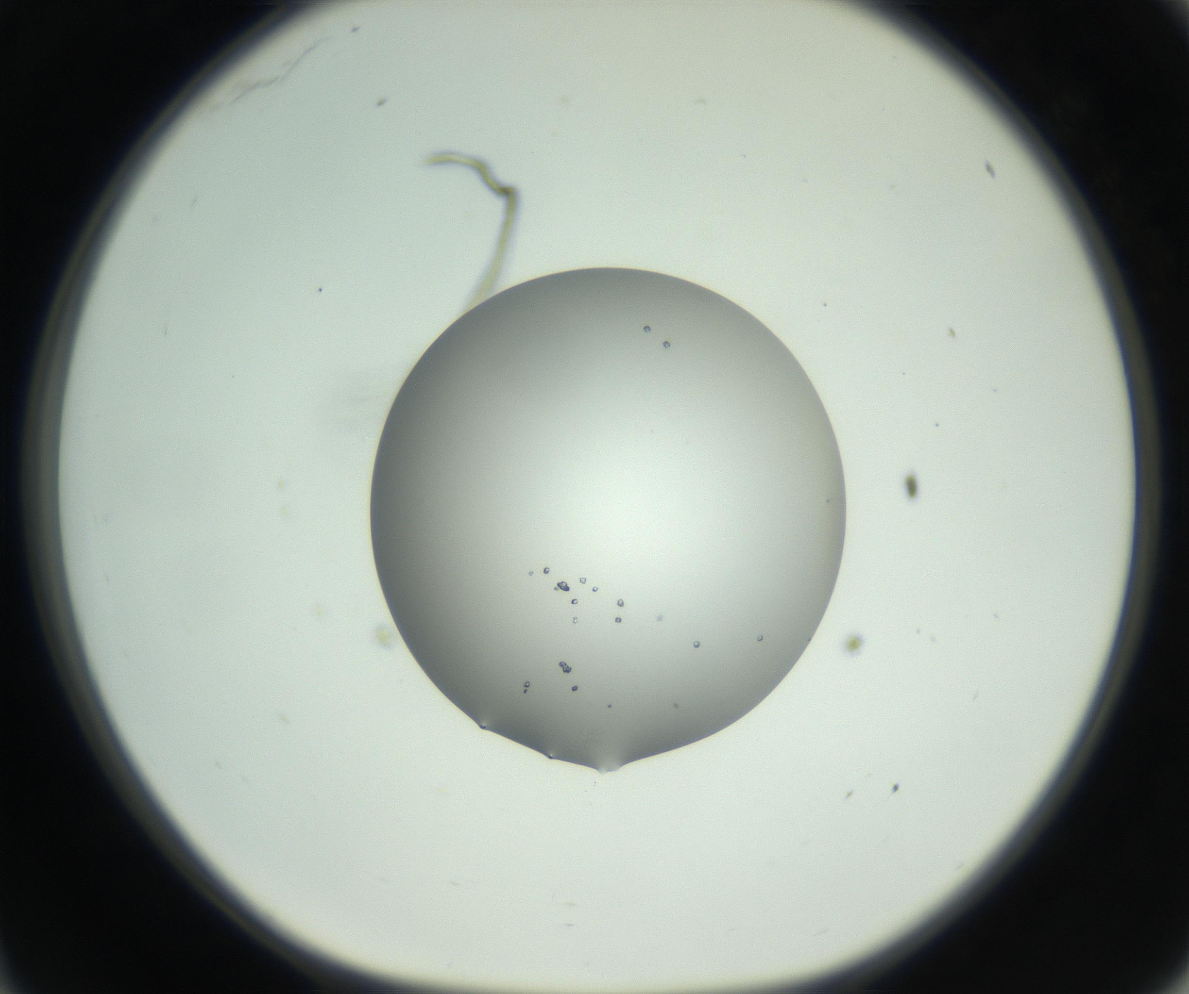 RI01_03_000_0212_Proj1_Clon1_MC_0000MC102747_005_160930_11_03_01_00_99_002_001_RAI.jpg