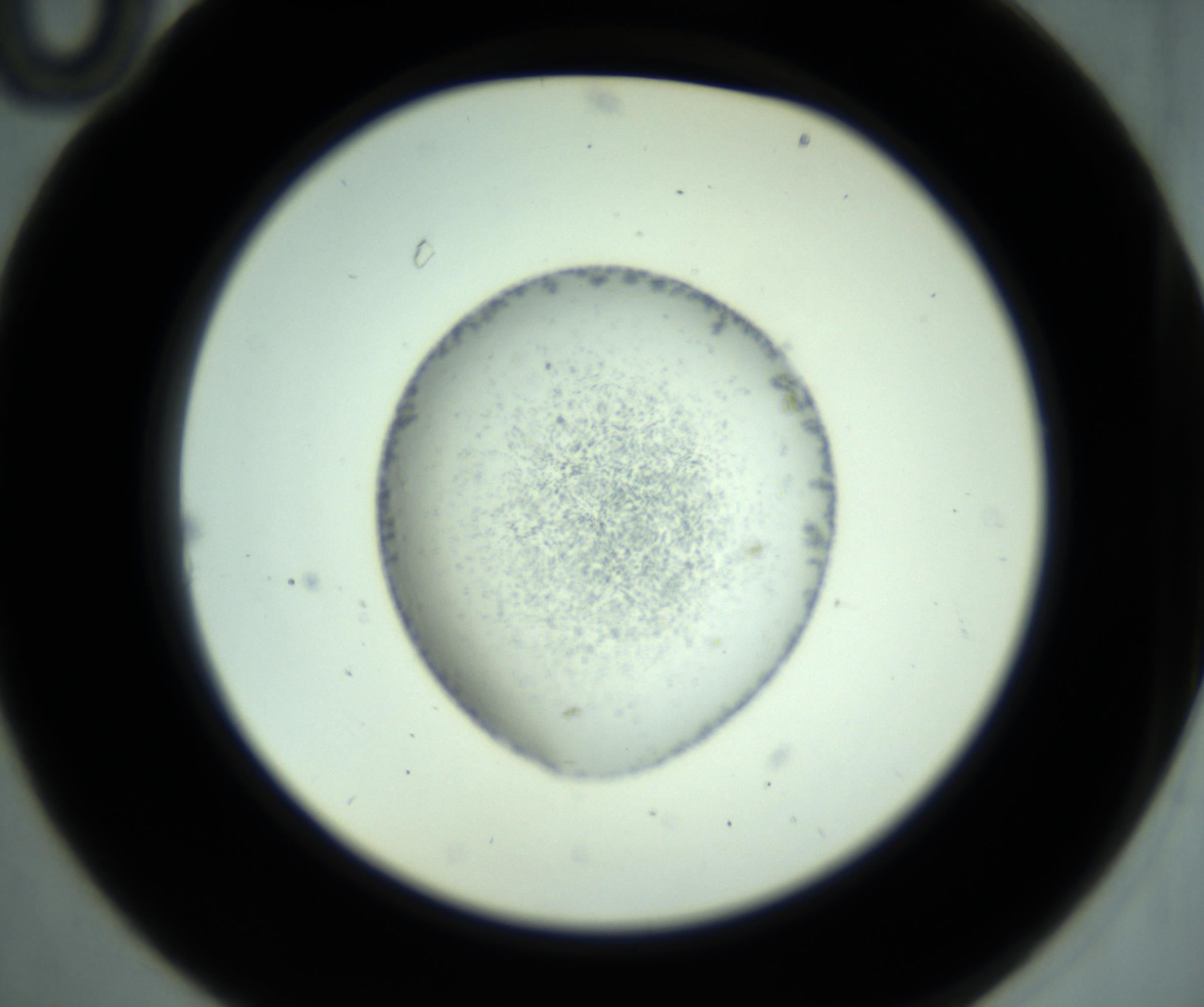 RI01_03_000_0212_Proj1_Clon1_MC_0000MC102747_009_161022_10_02_02_00_98_002_001_RAI.jpg