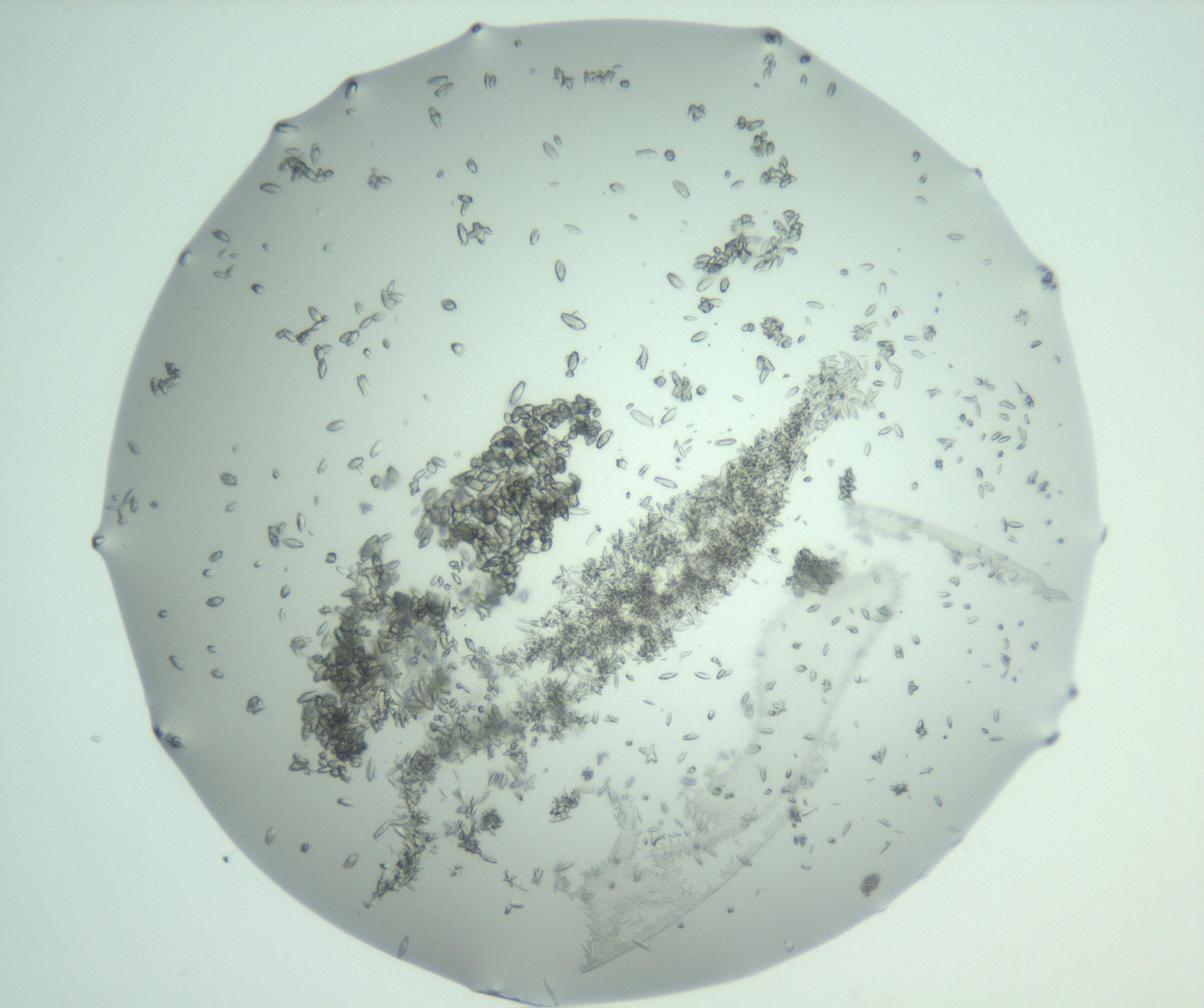 RI01_03_000_0212_Proj1_Clon1_MC_0000MC102747_013_161126_03_07_01_00_99_002_001_RAI.jpg
