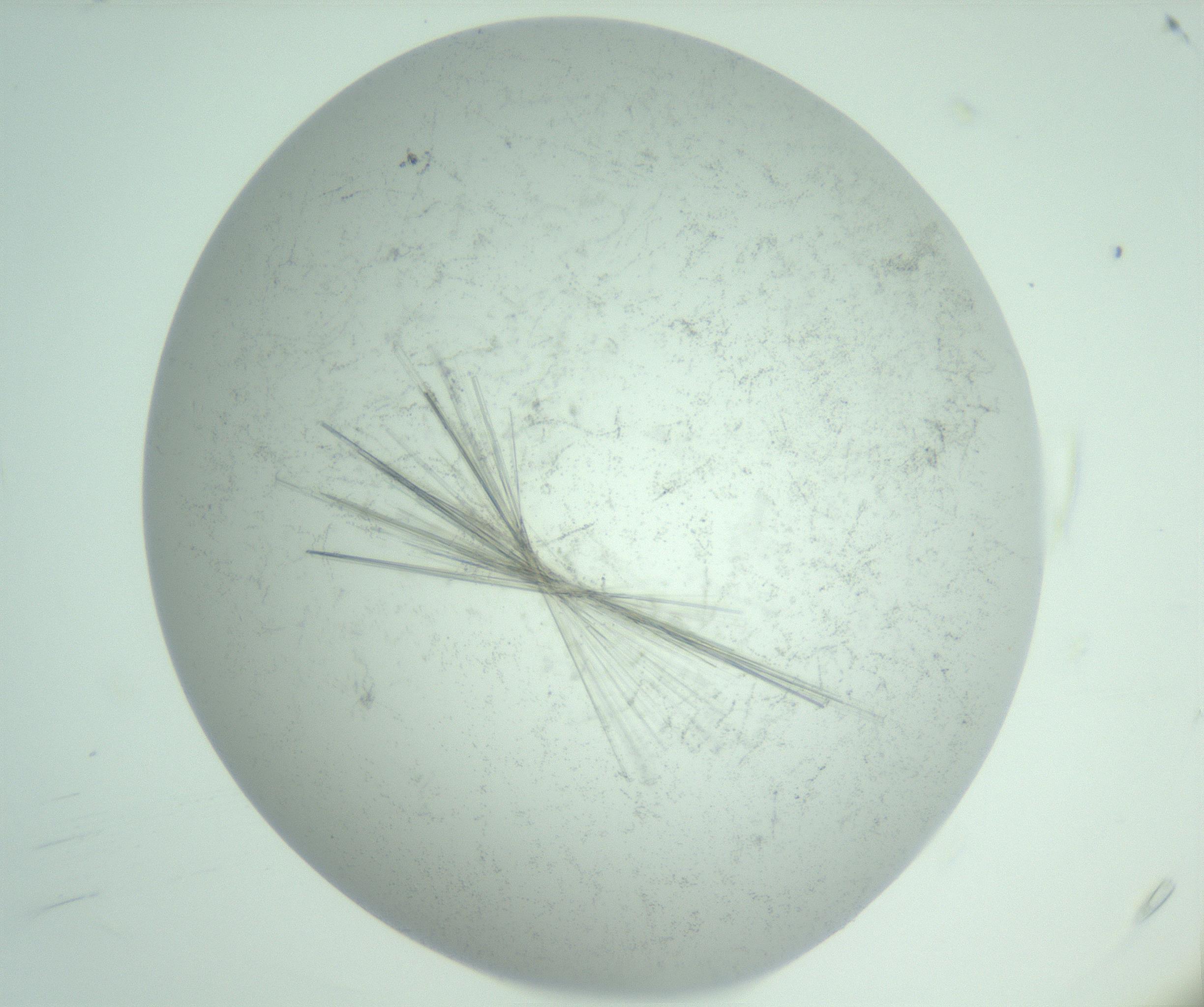 RI01_03_000_0212_Proj1_Clon1_MC_0000MC102747_013_161126_04_01_01_00_99_002_001_RAI.jpg