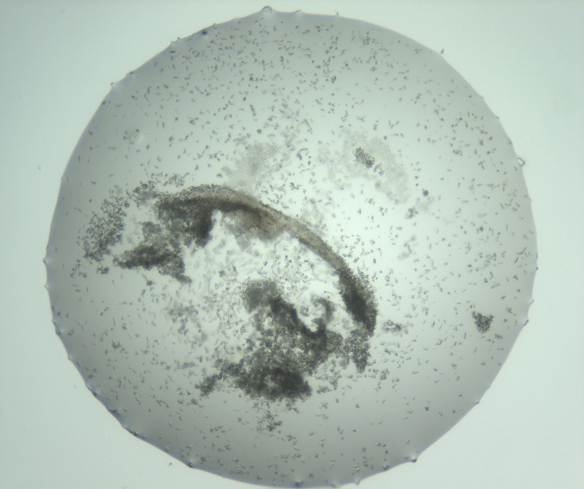 RI01_03_000_0212_Proj1_Clon1_MC_0000MC102747_013_161126_07_07_01_00_99_002_001_RAI.jpg