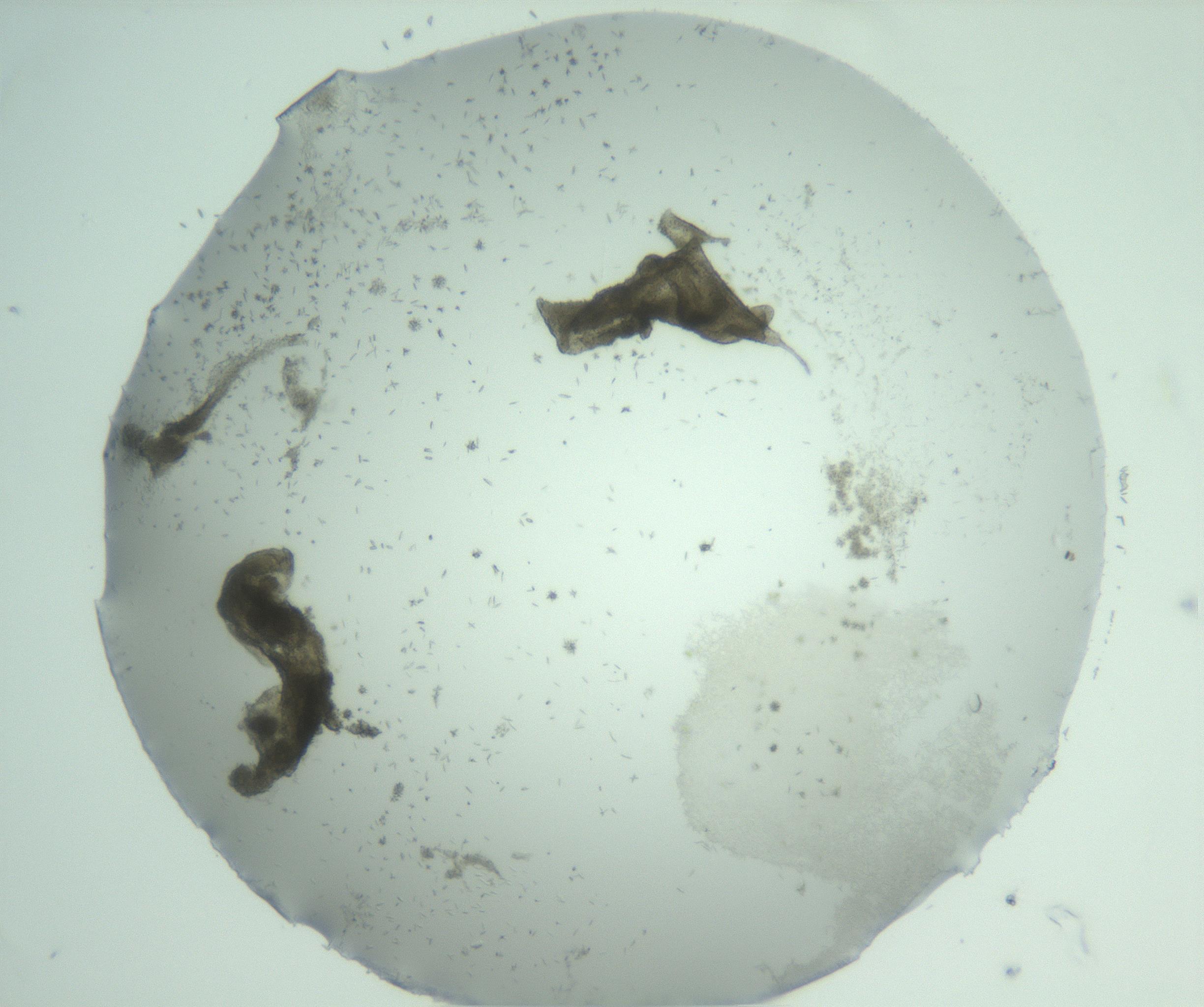 RI01_03_000_0212_Proj1_Clon1_MC_0000MC102747_013_161126_08_07_01_00_99_002_001_RAI.jpg