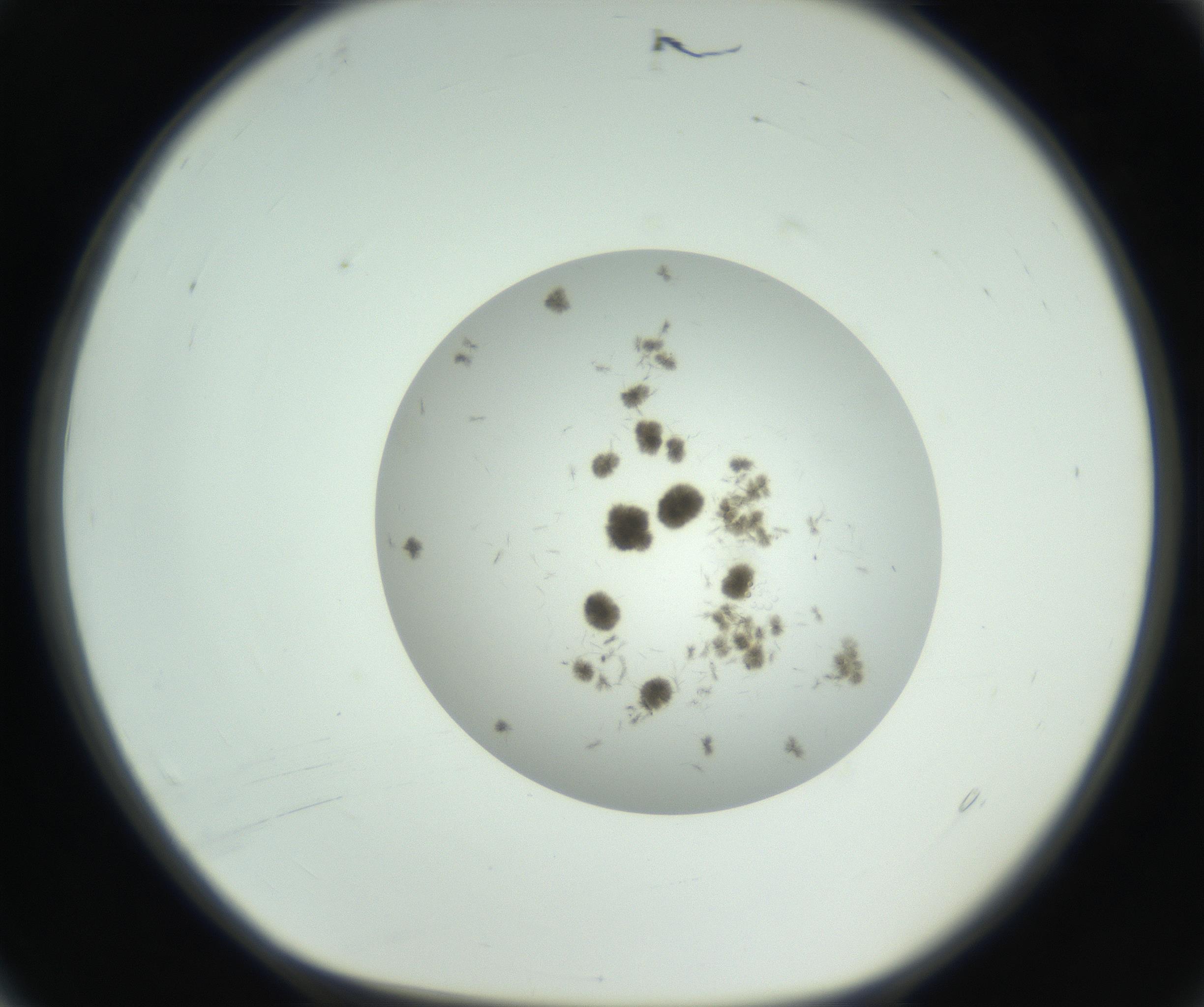 RI01_03_000_0212_Proj1_Clon1_MC_0000MC102748_002_160924_04_01_01_00_99_002_001_RAI.jpg