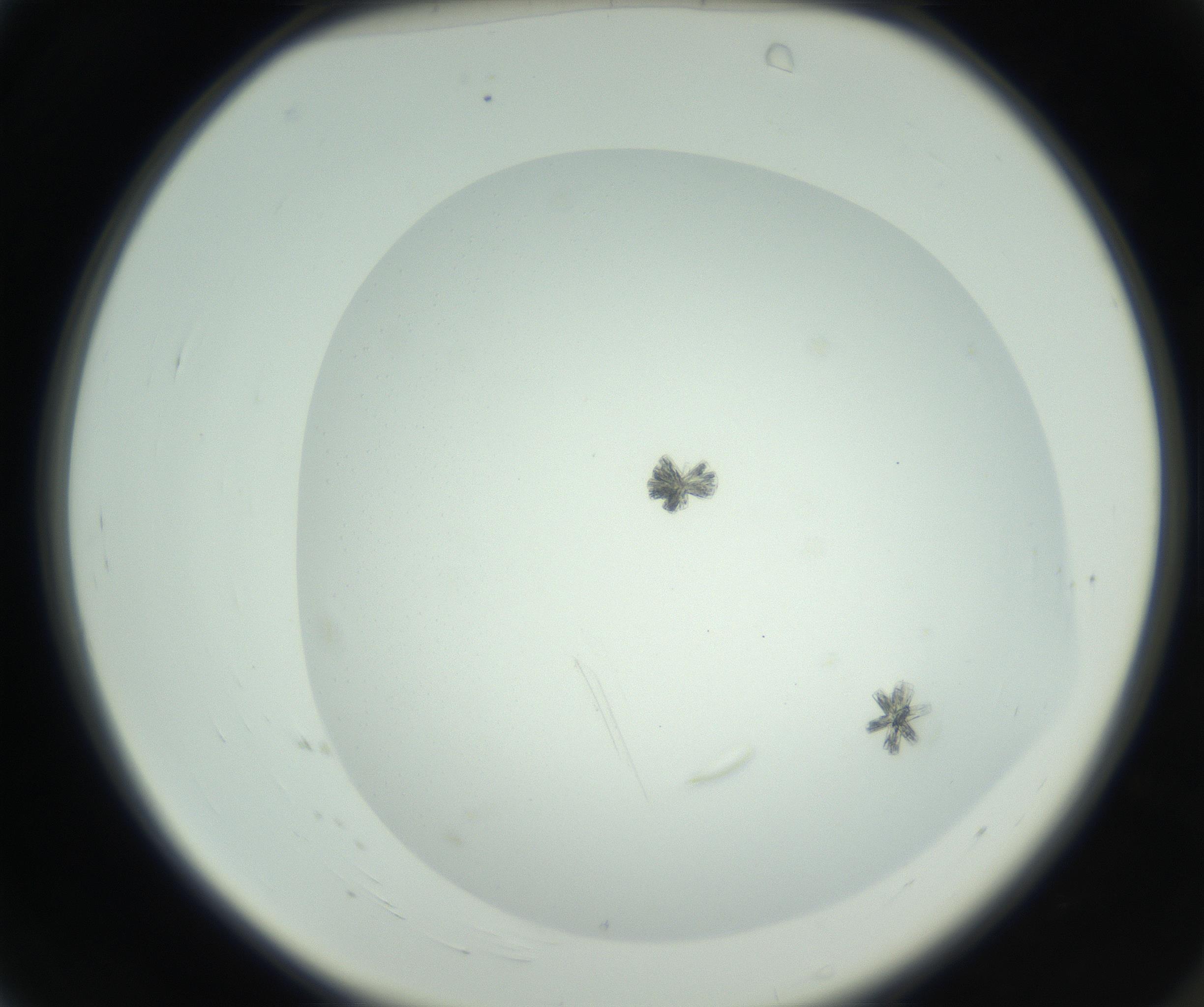 RI01_03_000_0212_Proj1_Clon1_MC_0000MC102748_002_160924_04_01_02_00_99_002_001_RAI.jpg