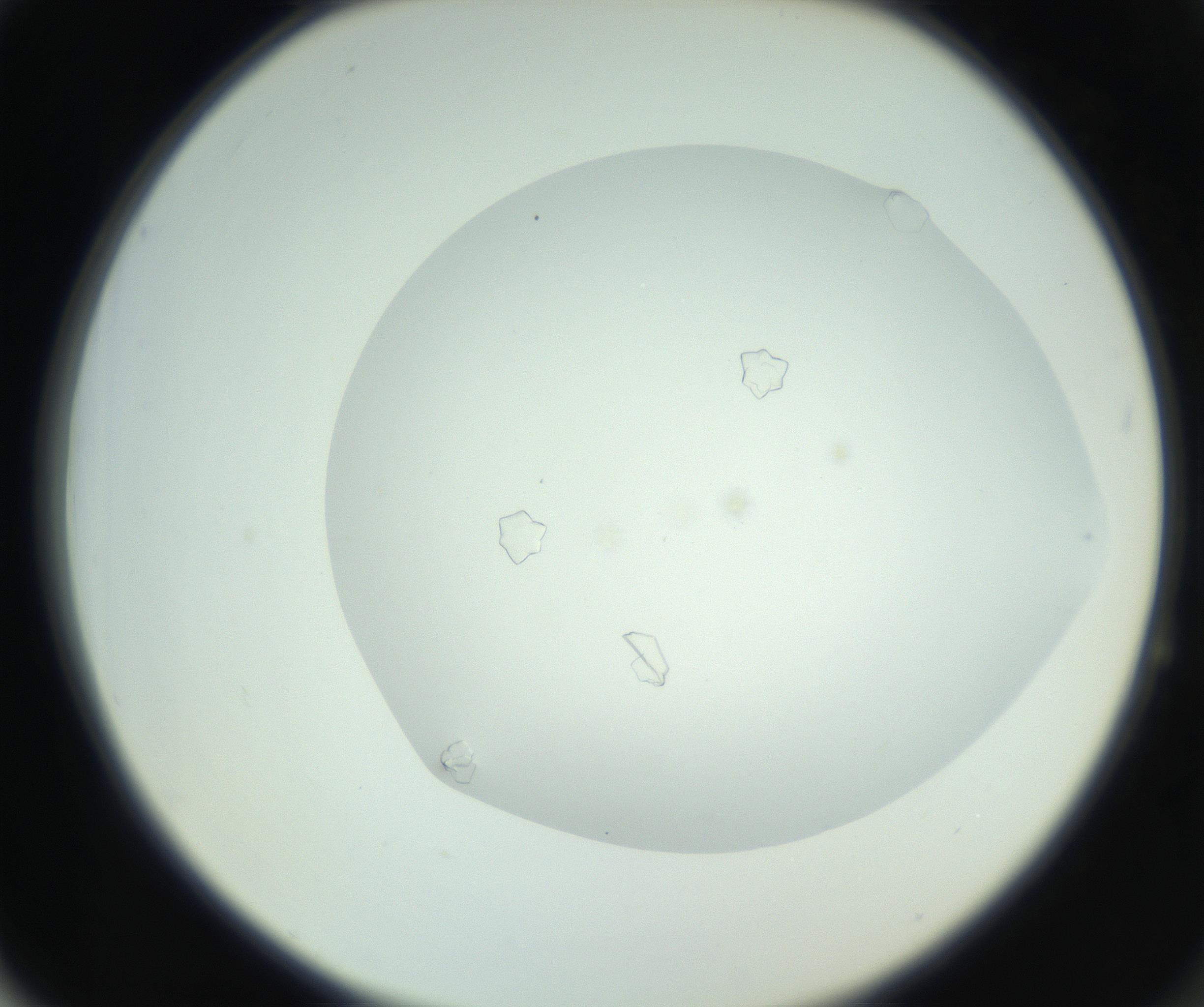 RI01_03_000_0212_Proj1_Clon1_MC_0000MC102748_002_160924_04_06_02_00_99_002_001_RAI.jpg