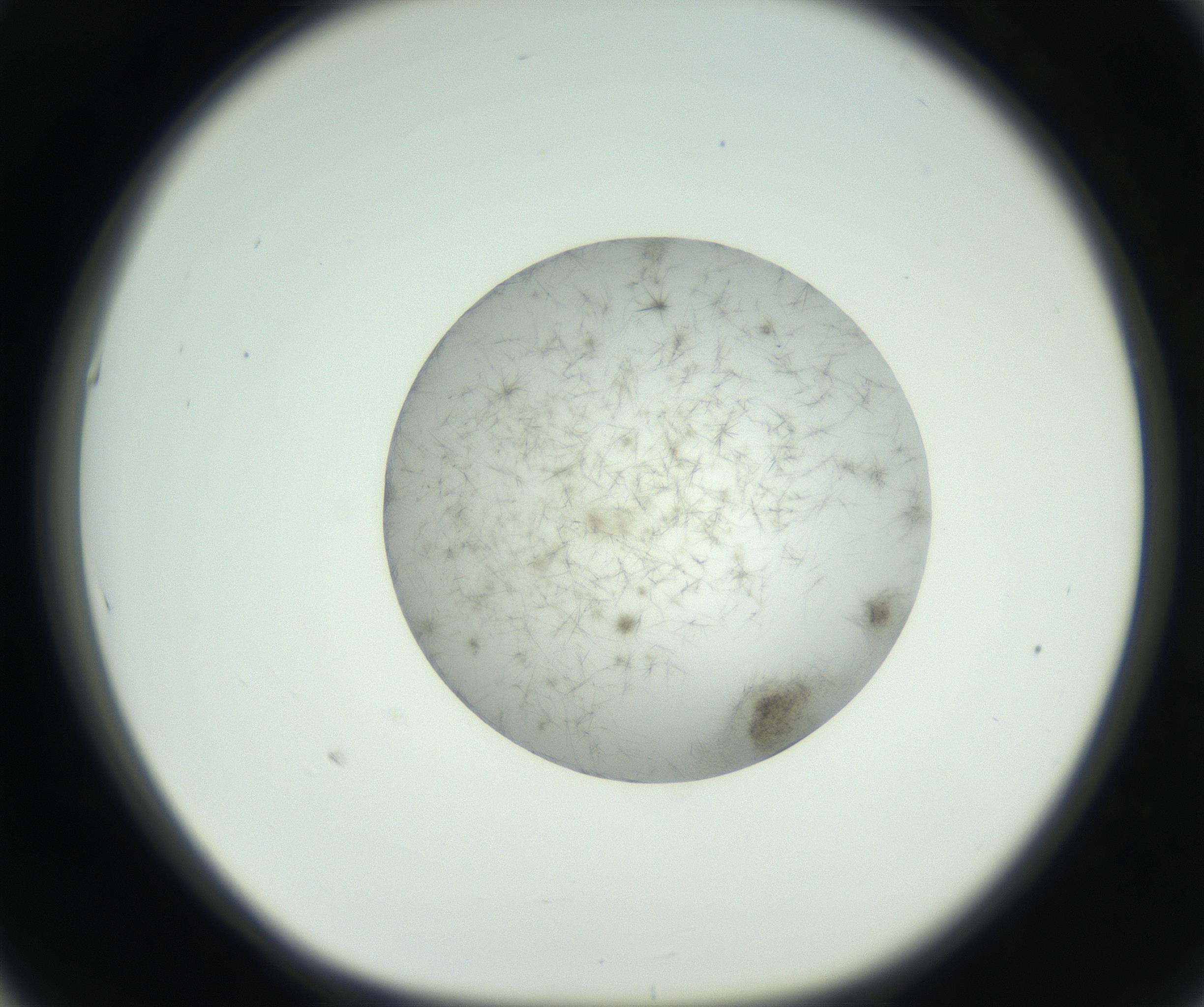 RI01_03_000_0212_Proj1_Clon1_MC_0000MC102748_002_160924_05_05_01_00_99_002_001_RAI.jpg