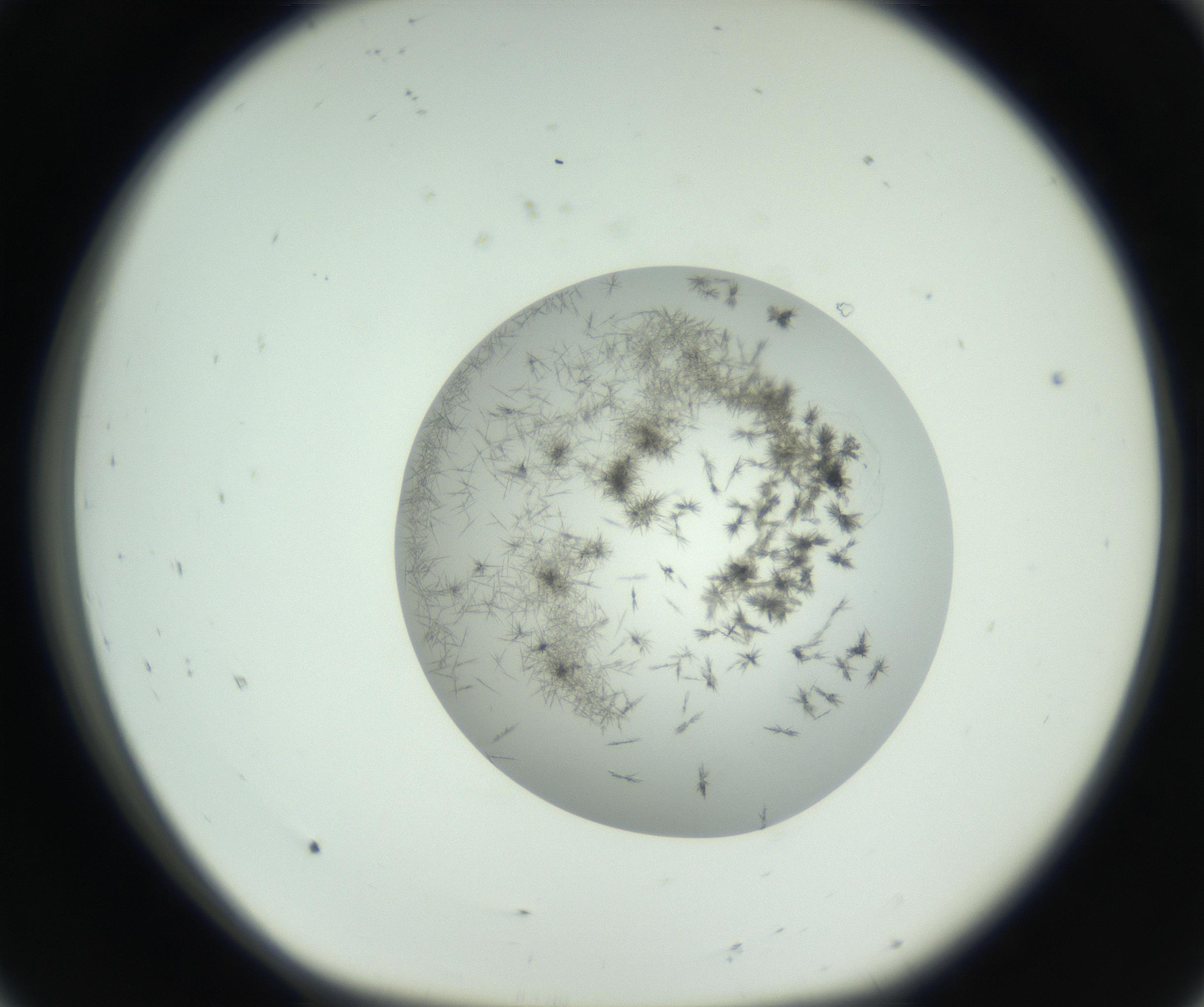 RI01_03_000_0212_Proj1_Clon1_MC_0000MC102748_002_160924_08_01_01_00_99_002_001_RAI.jpg