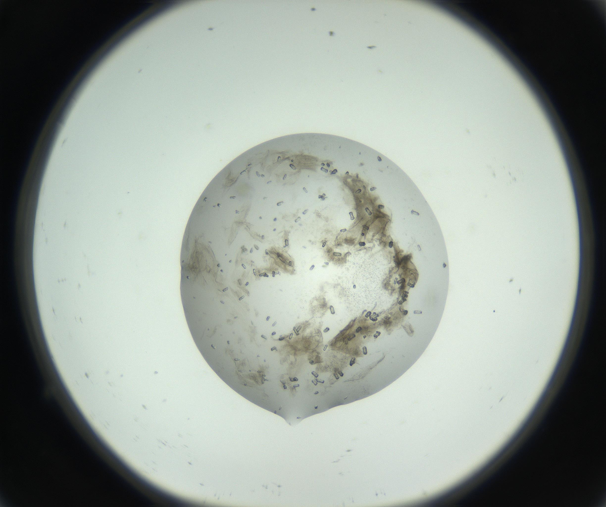 RI01_03_000_0212_Proj1_Clon1_MC_0000MC102748_002_160924_09_01_01_00_99_002_001_RAI.jpg