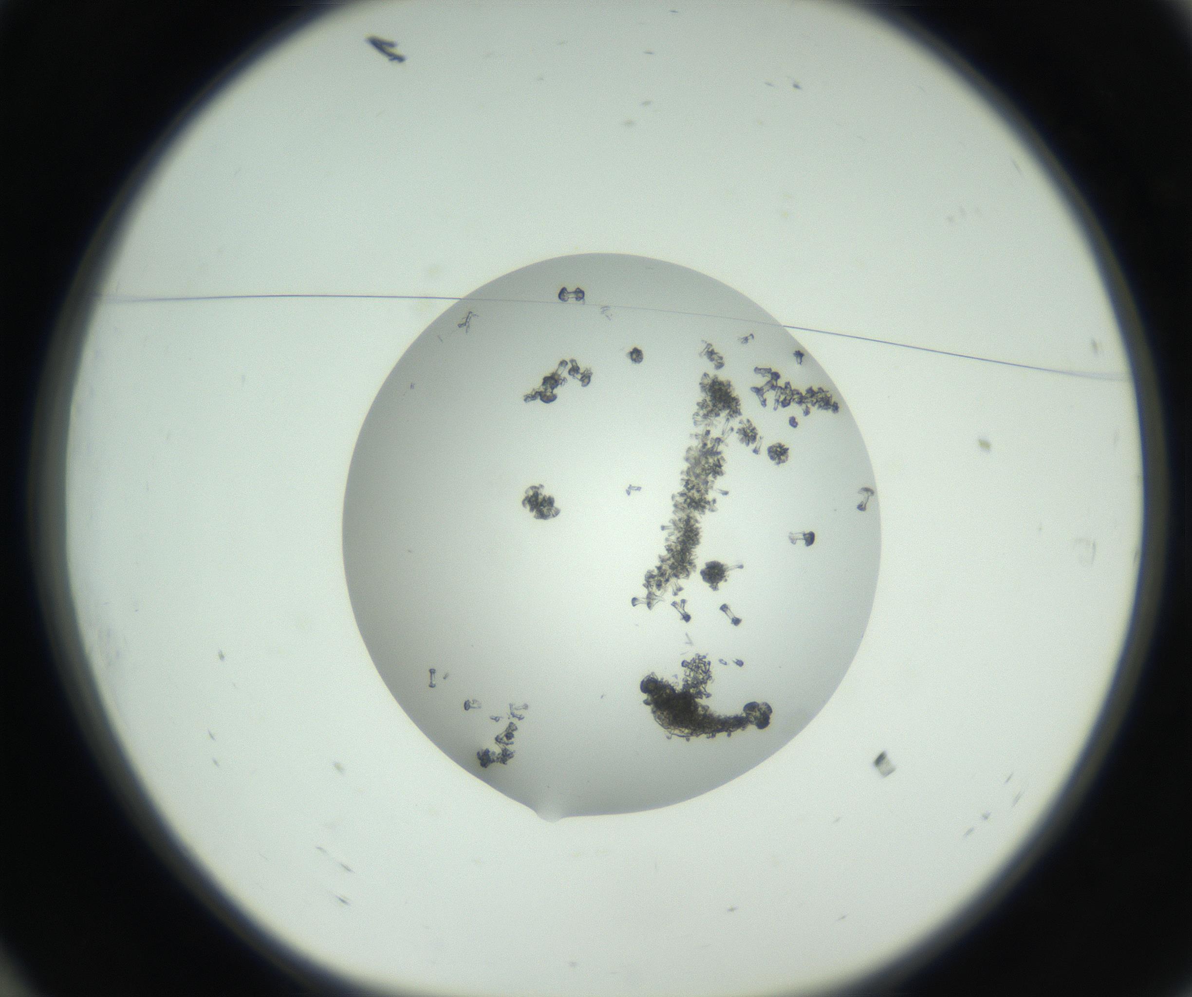 RI01_03_000_0212_Proj1_Clon1_MC_0000MC102748_002_160924_10_01_01_00_99_002_001_RAI.jpg