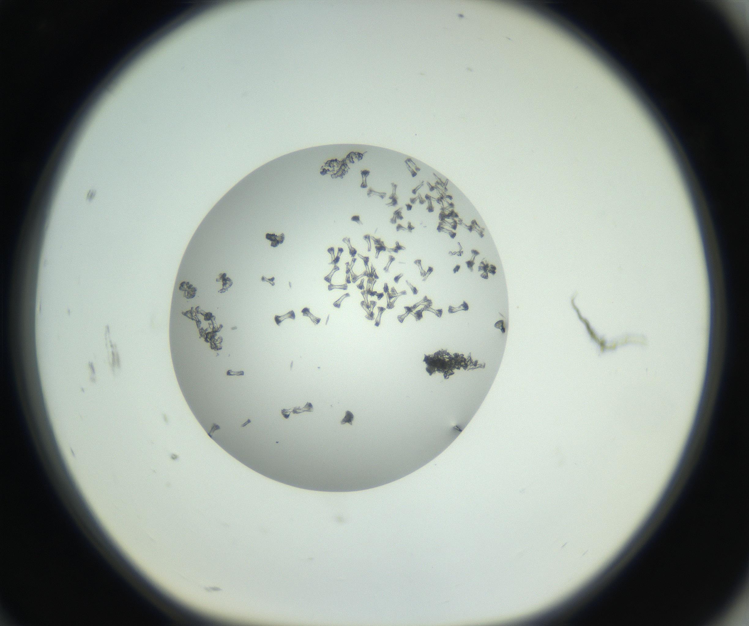 RI01_03_000_0212_Proj1_Clon1_MC_0000MC102748_002_160924_10_08_01_00_99_002_001_RAI.jpg