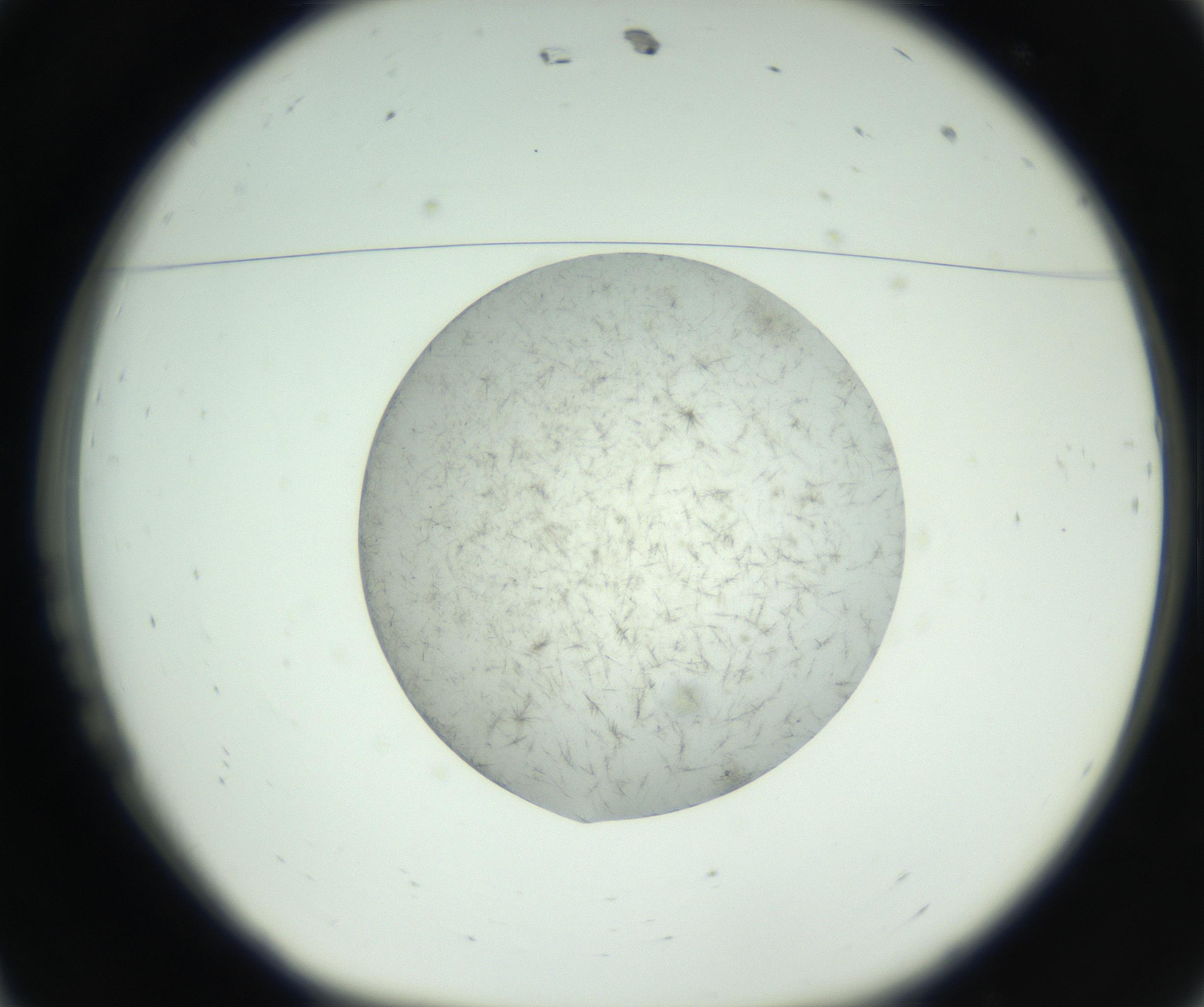 RI01_03_000_0212_Proj1_Clon1_MC_0000MC102748_002_160924_11_01_01_00_99_002_001_RAI.jpg