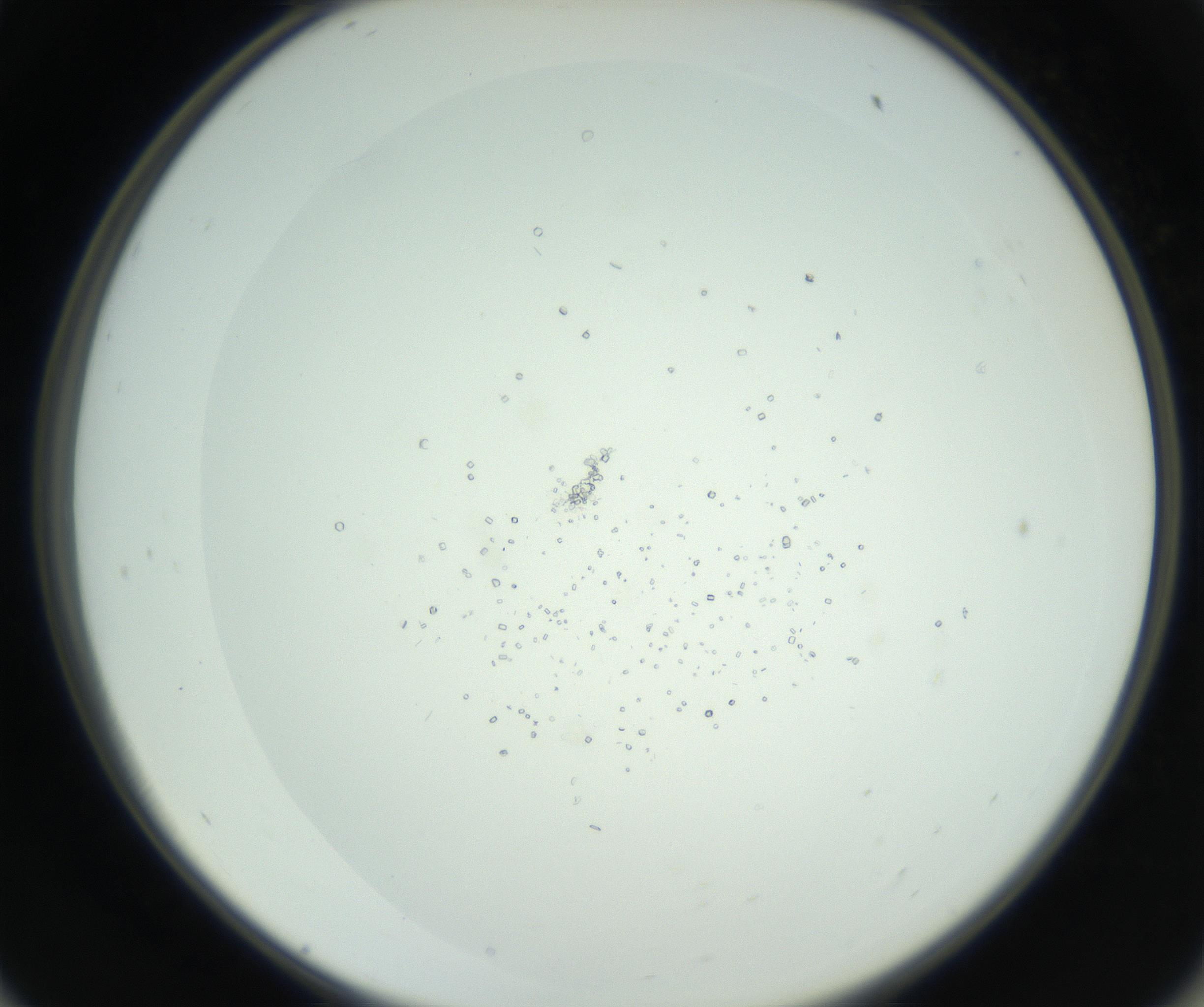 RI01_03_000_0212_Proj1_Clon1_MC_0000MC102748_002_160924_11_05_02_00_99_002_001_RAI.jpg