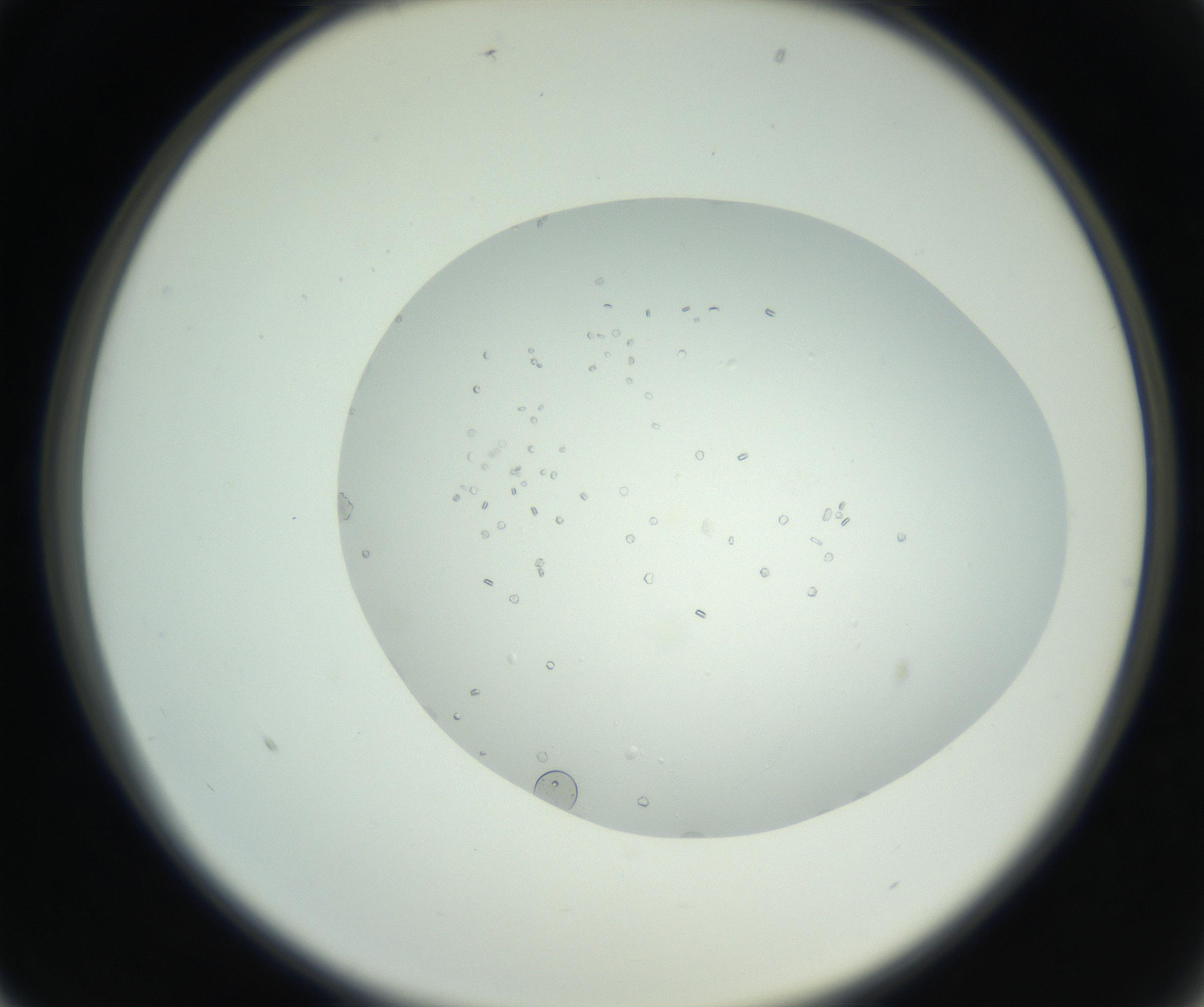 RI01_03_000_0212_Proj1_Clon1_MC_0000MC102748_003_160926_01_02_02_00_99_002_001_RAI.jpg