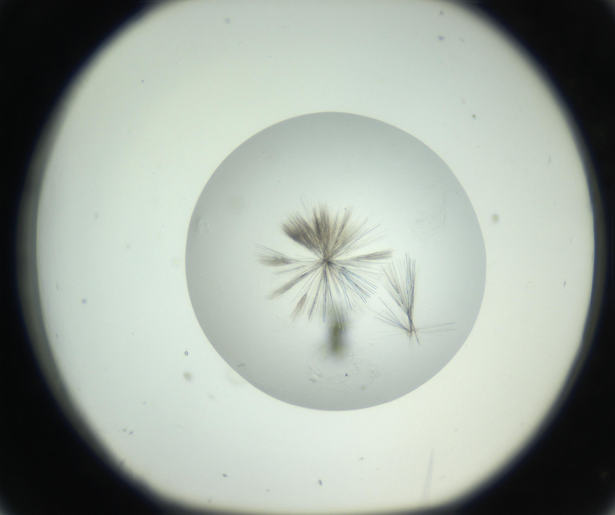 RI01_03_000_0212_Proj1_Clon1_MC_0000MC102748_003_160926_02_03_01_00_99_002_001_RAI.jpg