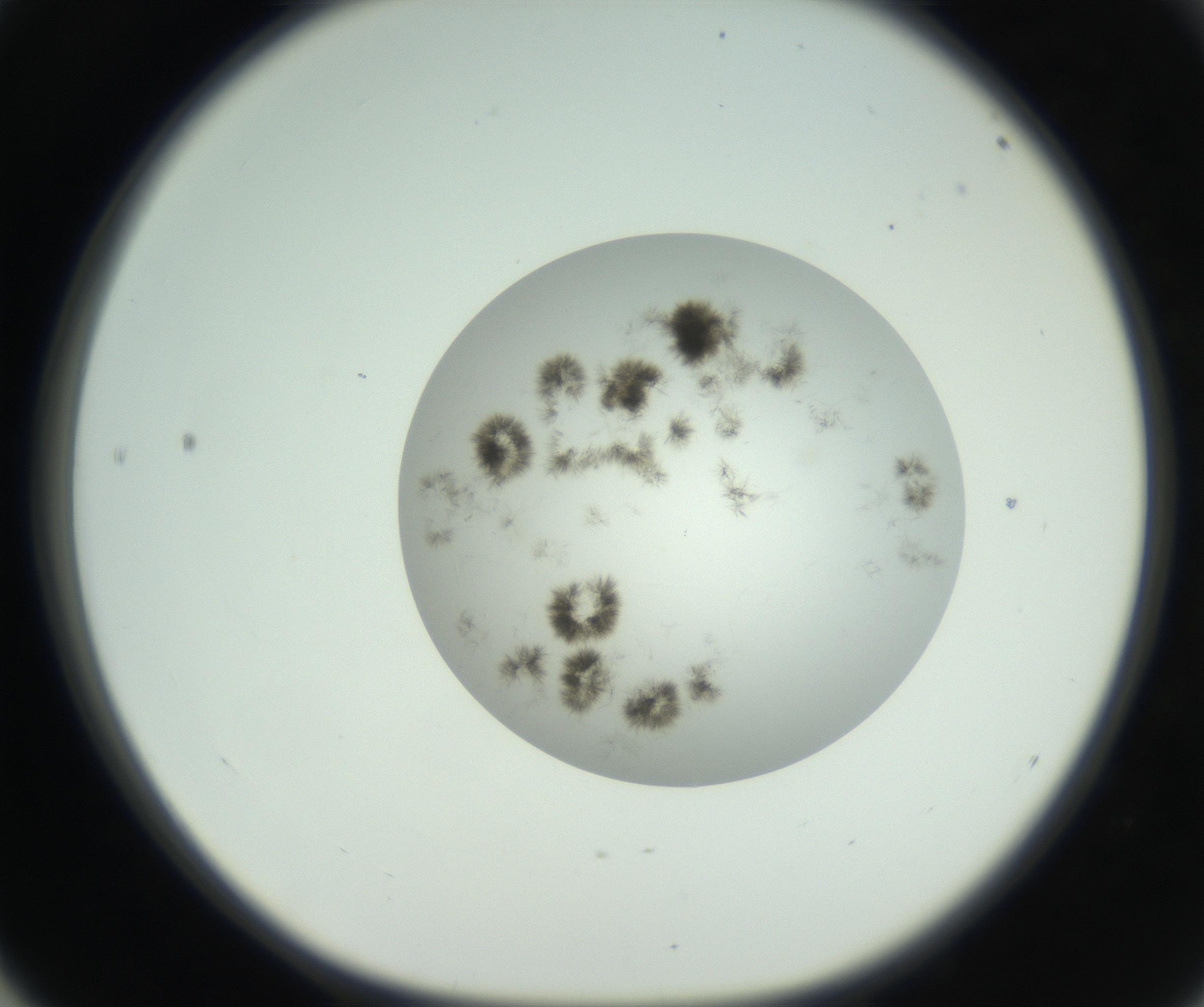 RI01_03_000_0212_Proj1_Clon1_MC_0000MC102748_003_160926_04_05_01_00_99_002_001_RAI.jpg