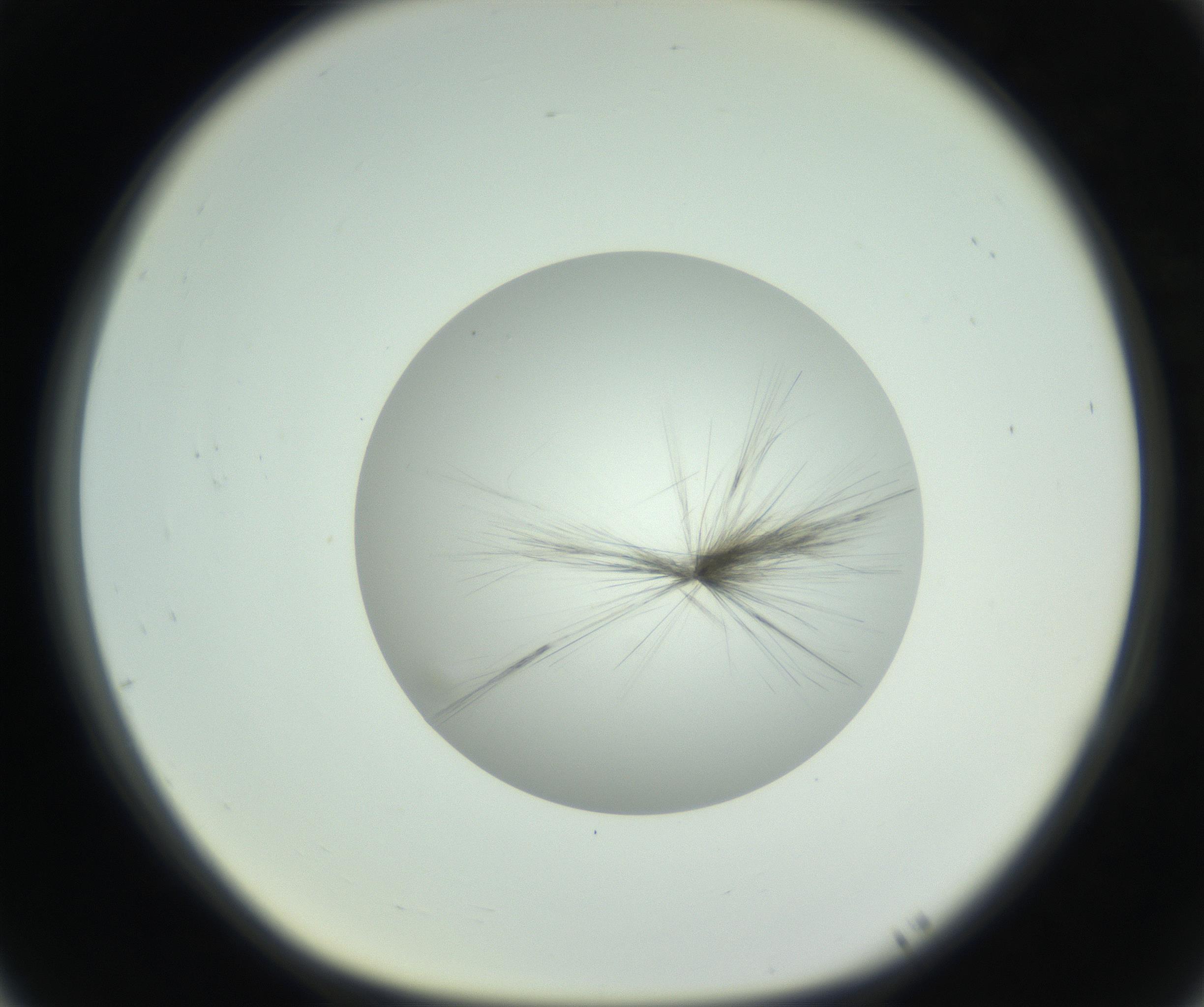 RI01_03_000_0212_Proj1_Clon1_MC_0000MC102748_004_160928_05_07_01_00_99_002_001_RAI.jpg