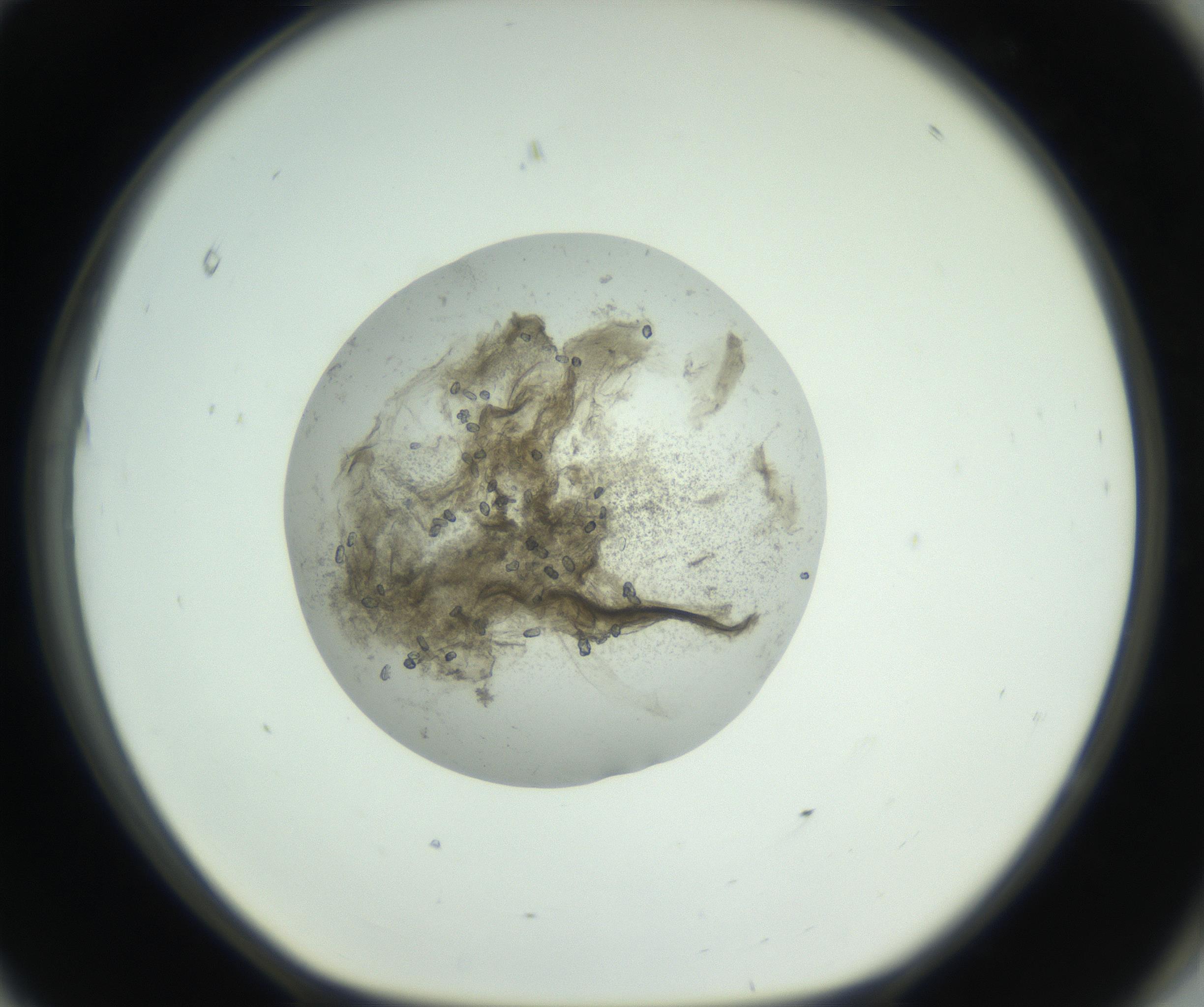 RI01_03_000_0212_Proj1_Clon1_MC_0000MC102748_004_160928_11_08_01_00_99_002_001_RAI.jpg