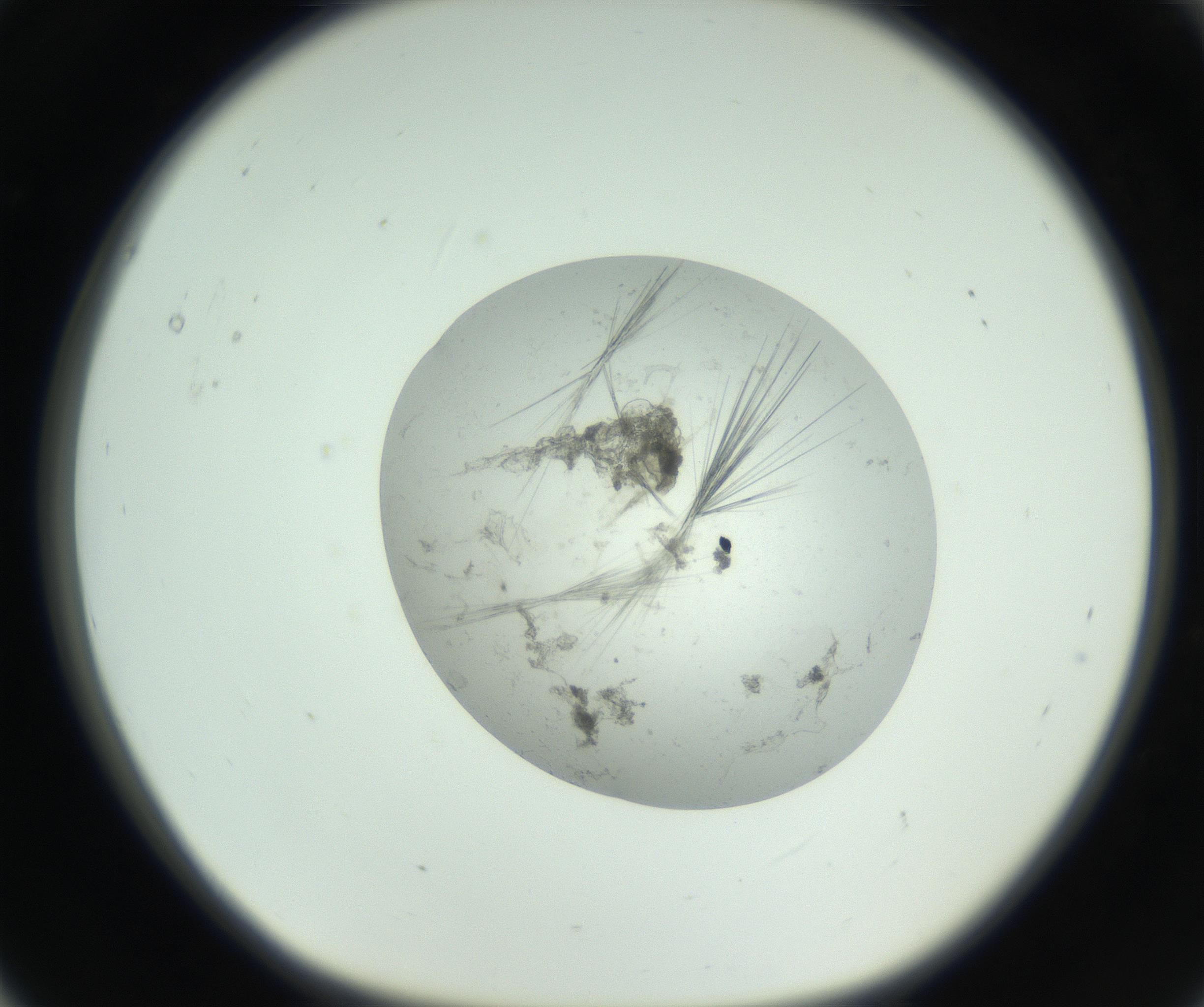 RI01_03_000_0212_Proj1_Clon1_MC_0000MC102748_005_160930_05_01_01_00_99_002_001_RAI.jpg