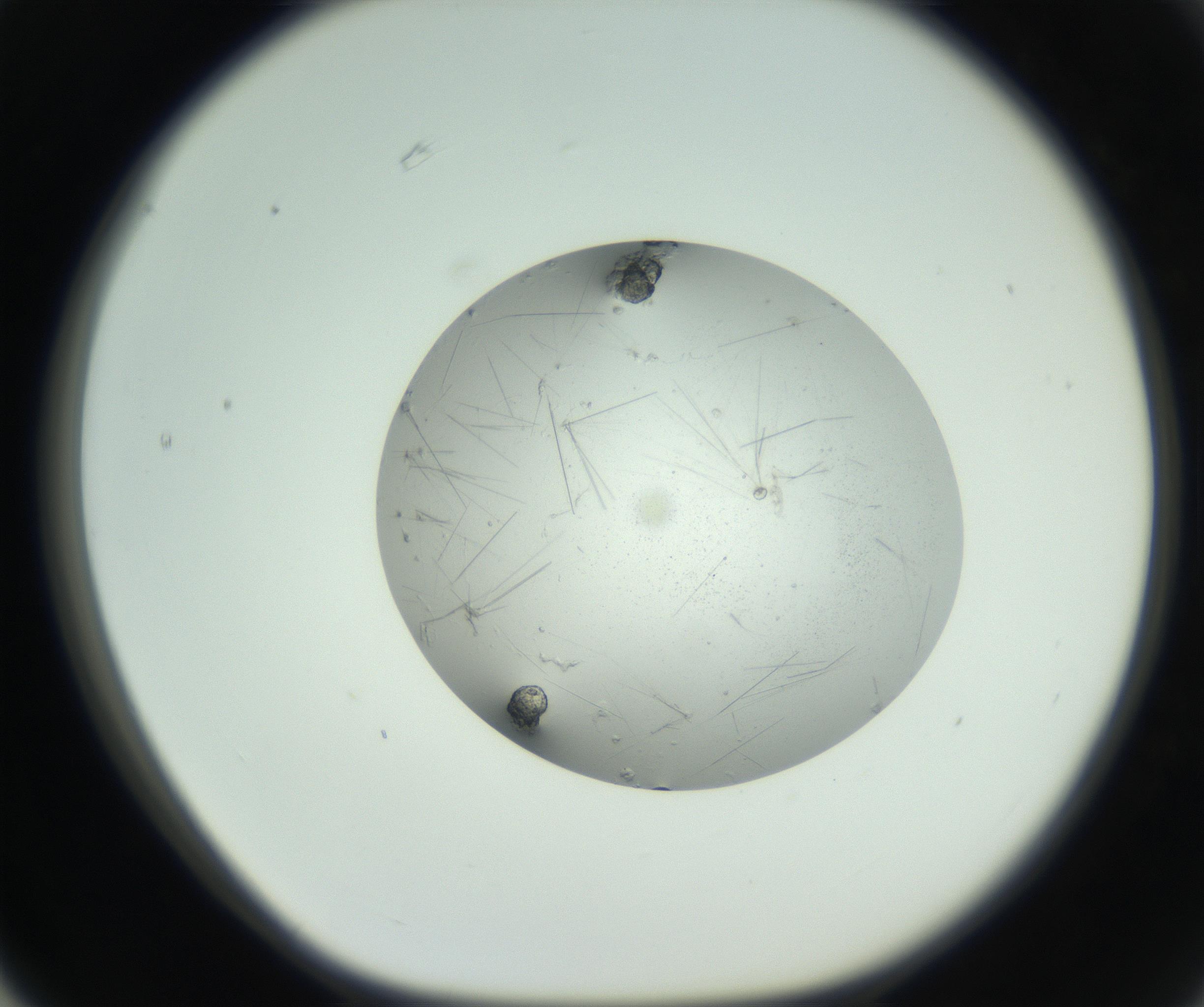 RI01_03_000_0212_Proj1_Clon1_MC_0000MC102749_002_160924_03_06_01_00_99_002_001_RAI.jpg