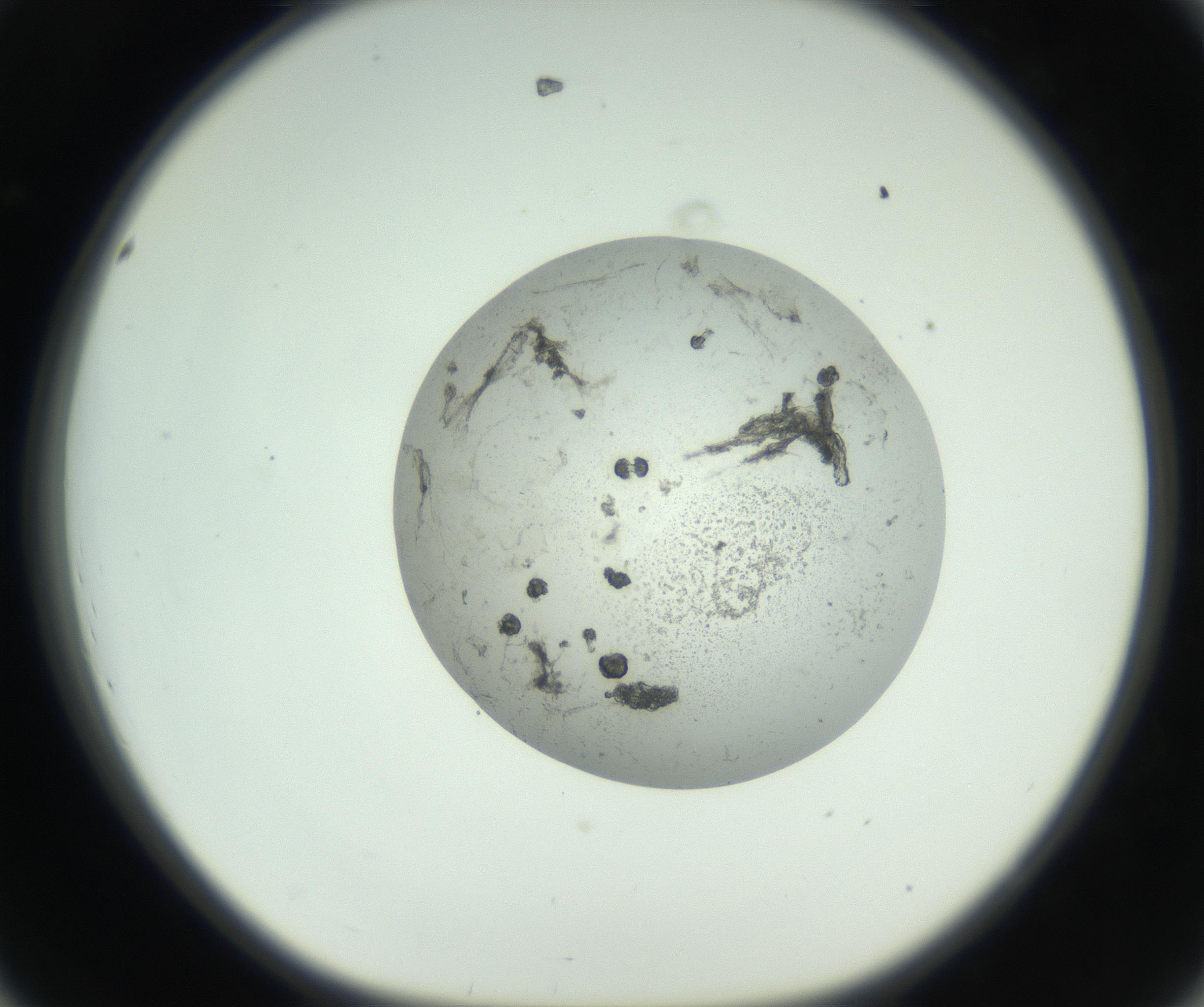 RI01_03_000_0212_Proj1_Clon1_MC_0000MC102749_002_160924_08_04_01_00_99_002_001_RAI.jpg