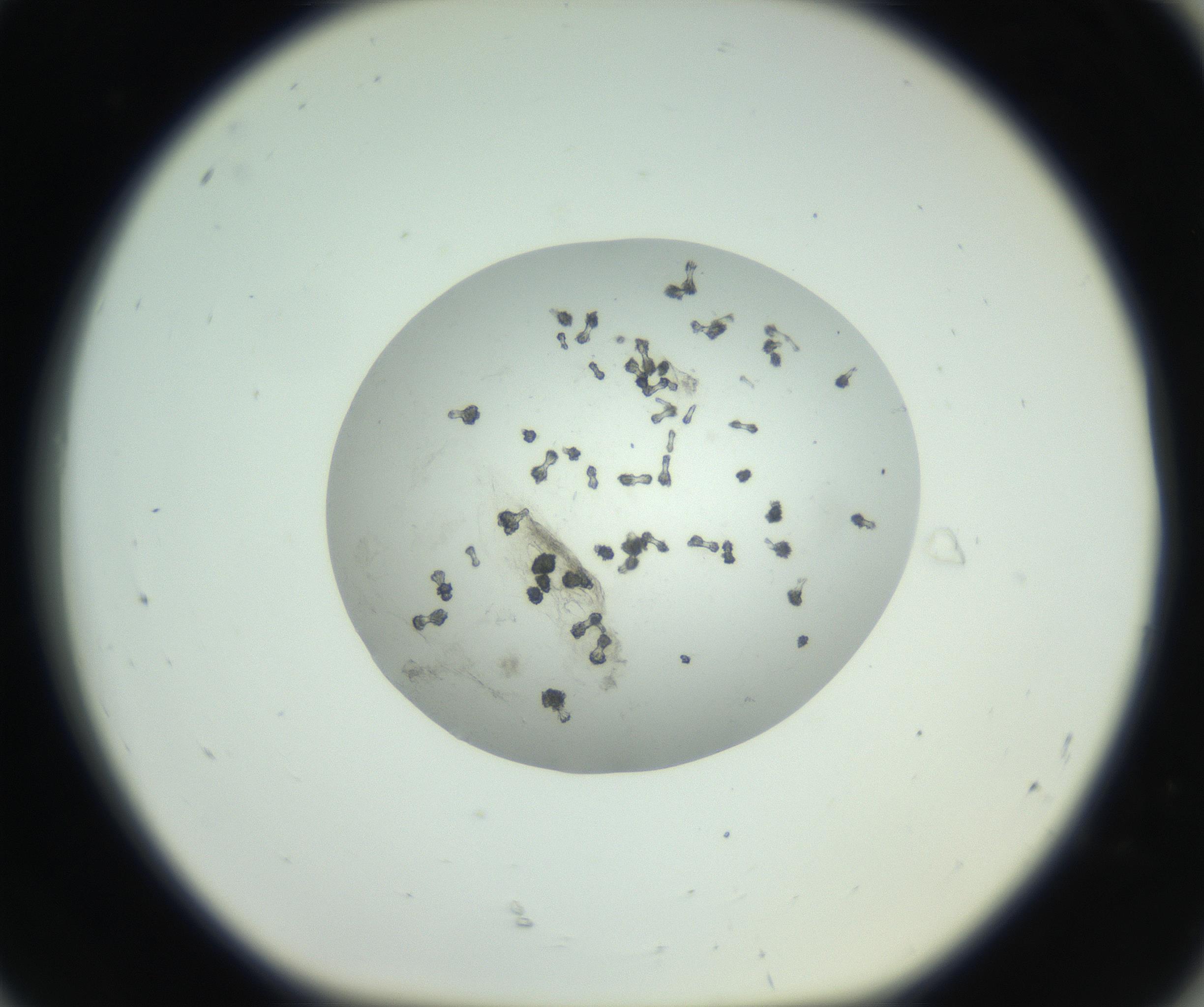 RI01_03_000_0212_Proj1_Clon1_MC_0000MC102749_002_160924_08_08_01_00_99_002_001_RAI.jpg