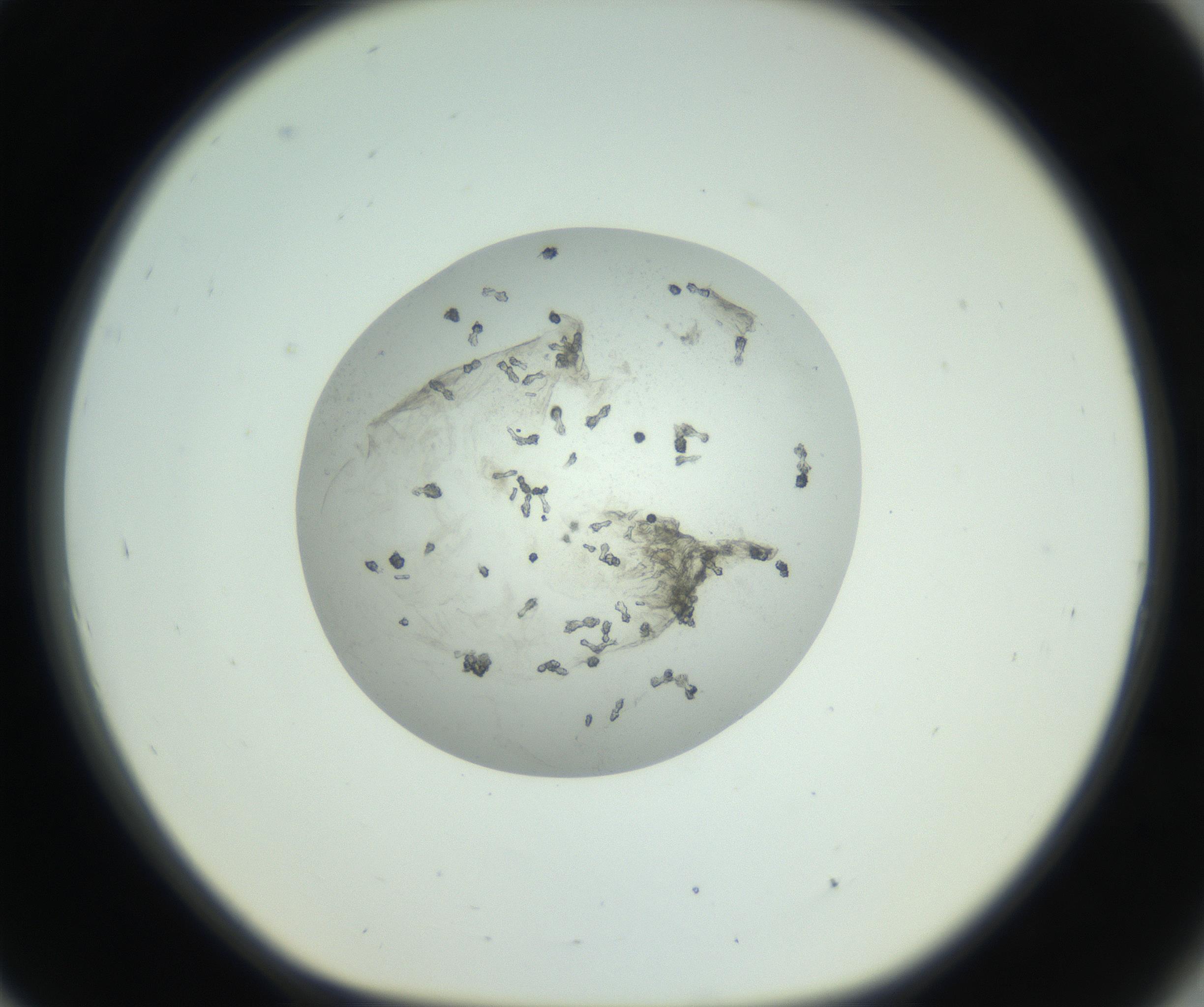 RI01_03_000_0212_Proj1_Clon1_MC_0000MC102749_002_160924_09_08_01_00_99_002_001_RAI.jpg