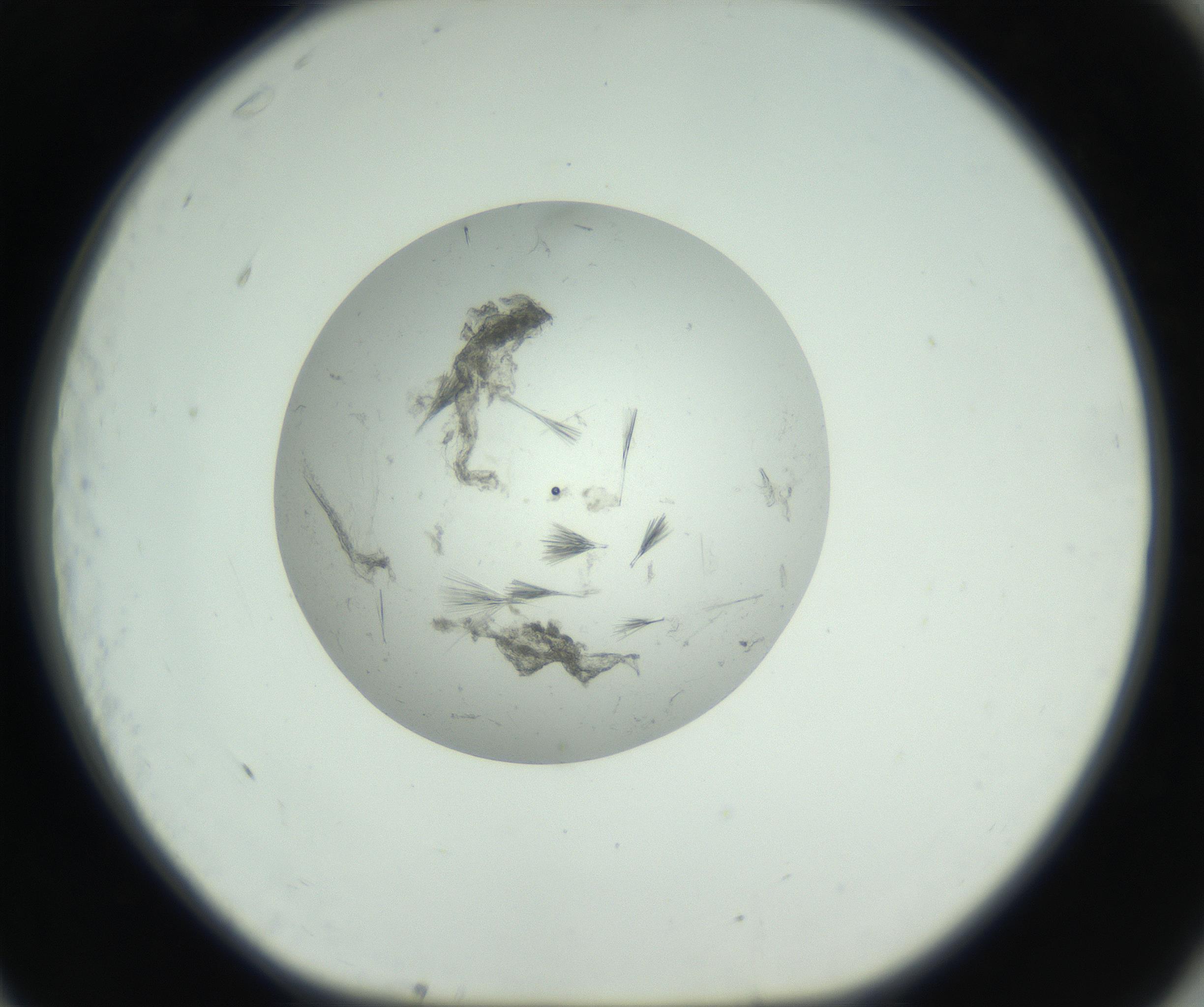 RI01_03_000_0212_Proj1_Clon1_MC_0000MC102749_002_160924_11_07_01_00_99_002_001_RAI.jpg