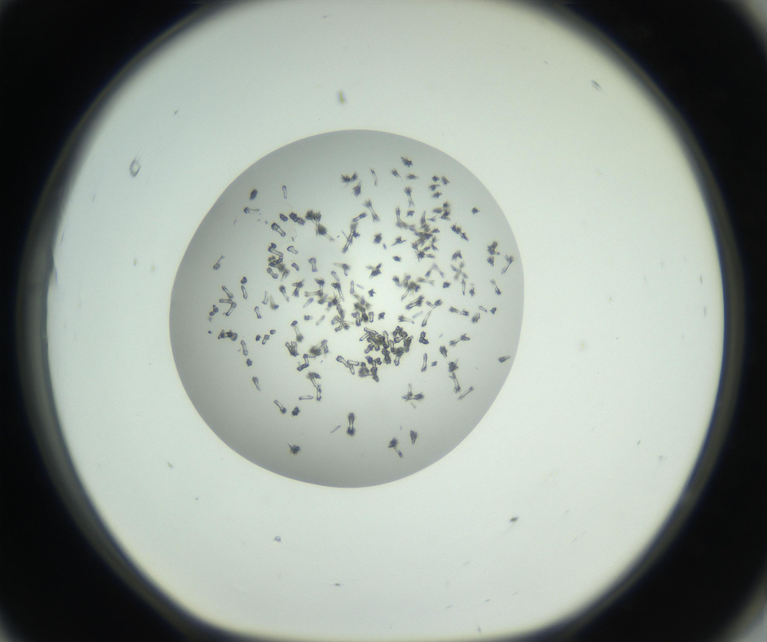 RI01_03_000_0212_Proj1_Clon1_MC_0000MC102749_002_160924_11_08_01_00_99_002_001_RAI.jpg