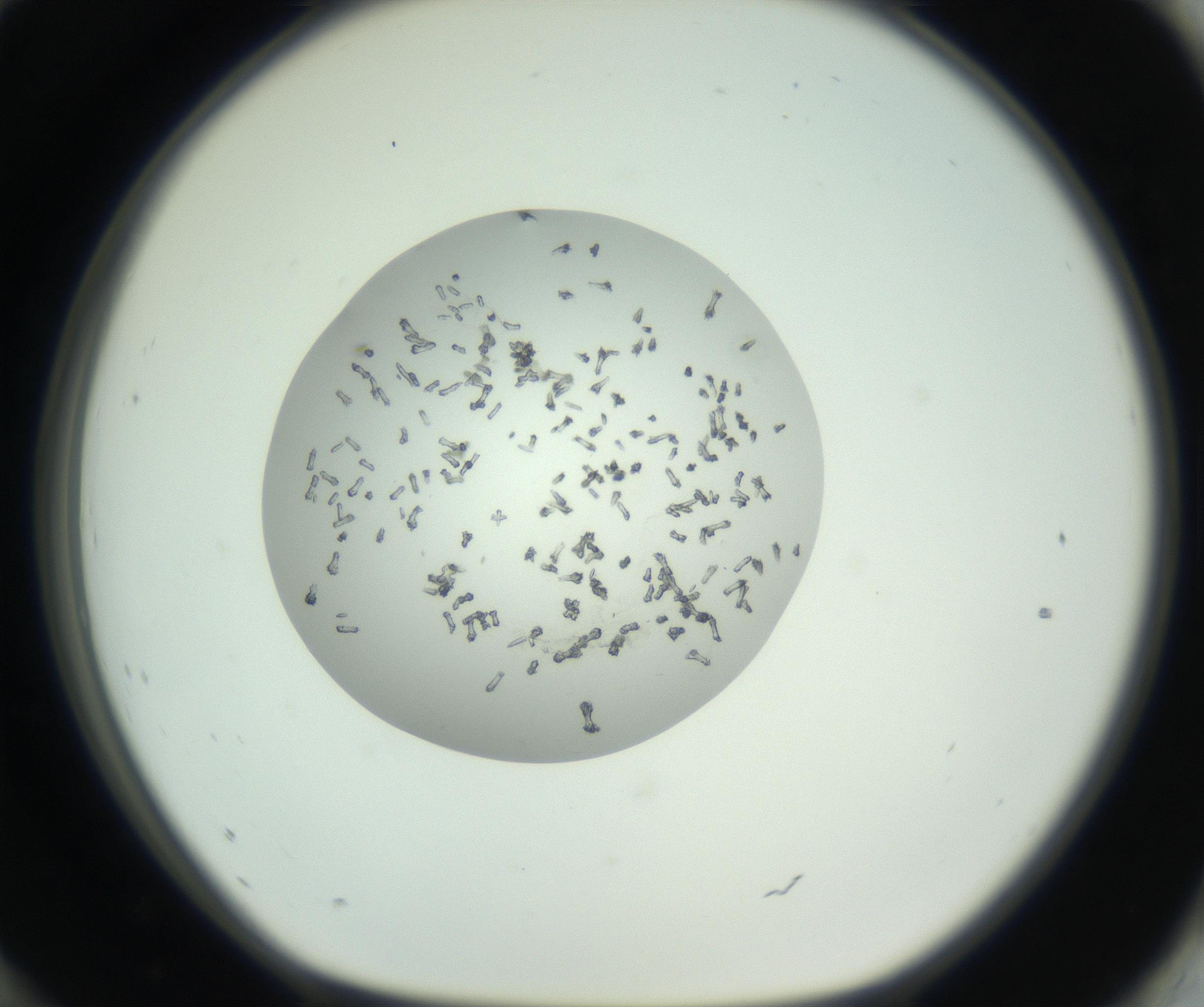 RI01_03_000_0212_Proj1_Clon1_MC_0000MC102749_002_160924_12_08_01_00_99_002_001_RAI.jpg