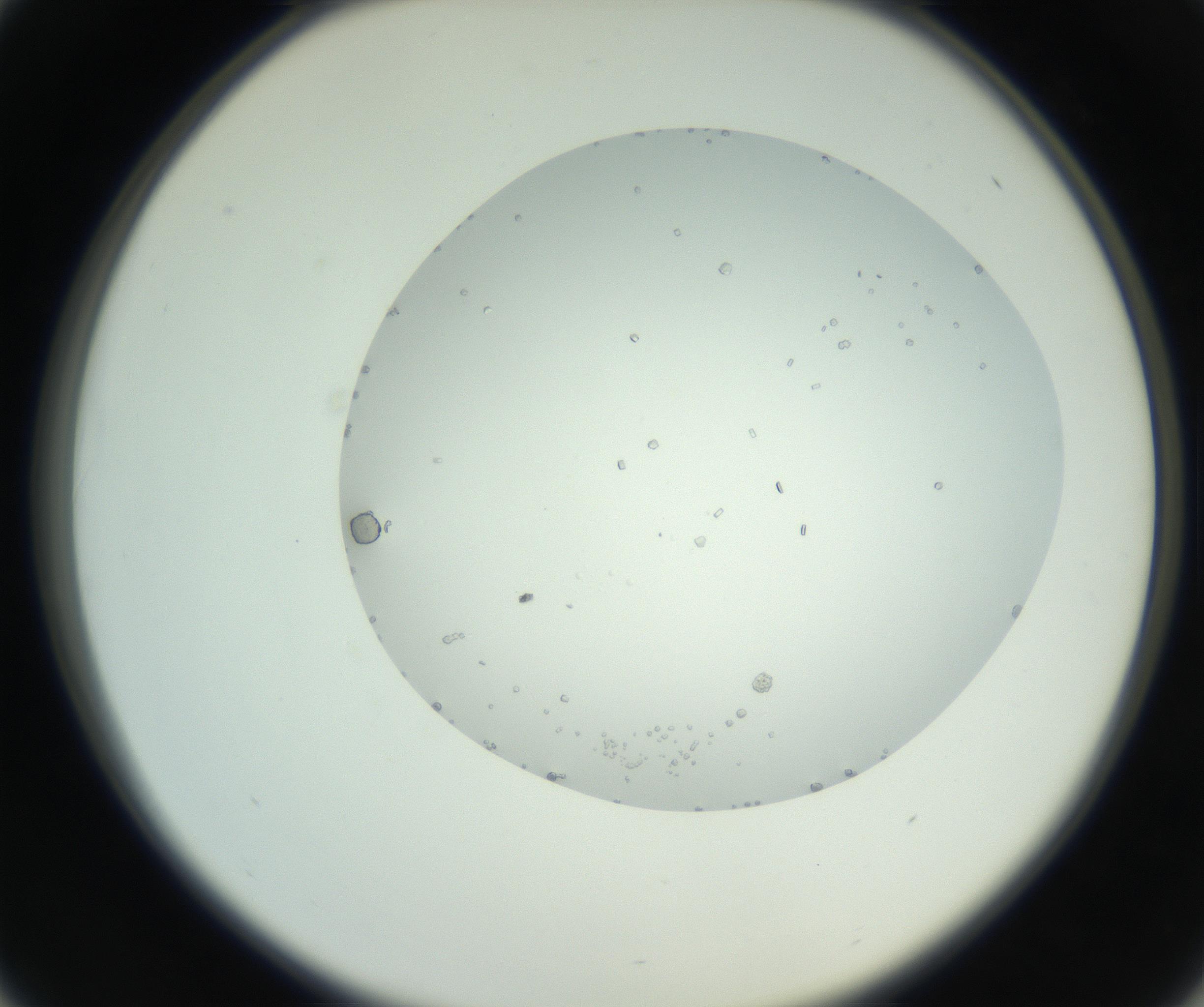 RI01_03_000_0212_Proj1_Clon1_MC_0000MC102749_003_160926_01_04_02_00_99_002_001_RAI.jpg