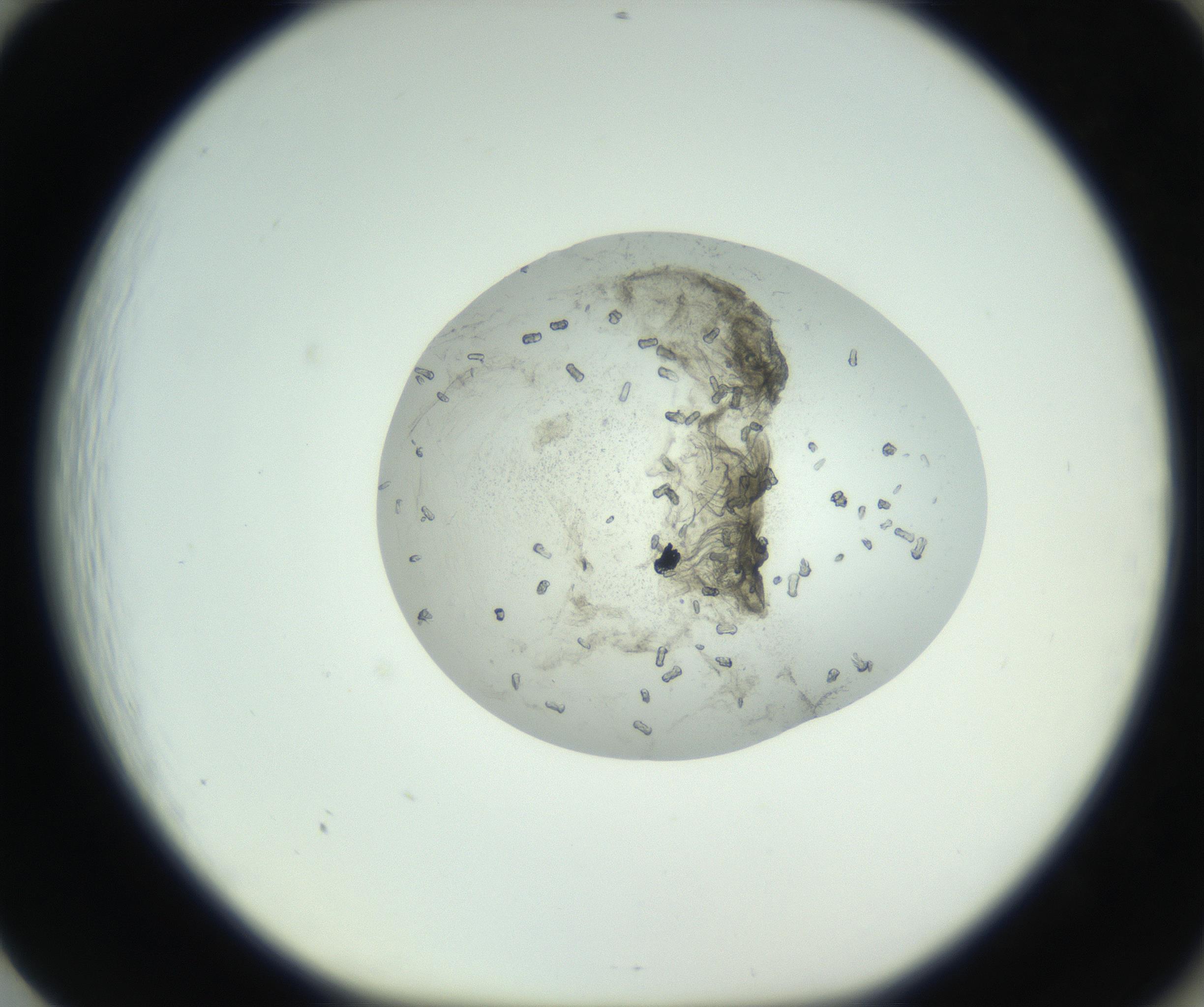 RI01_03_000_0212_Proj1_Clon1_MC_0000MC102749_003_160926_01_08_01_00_99_002_001_RAI.jpg
